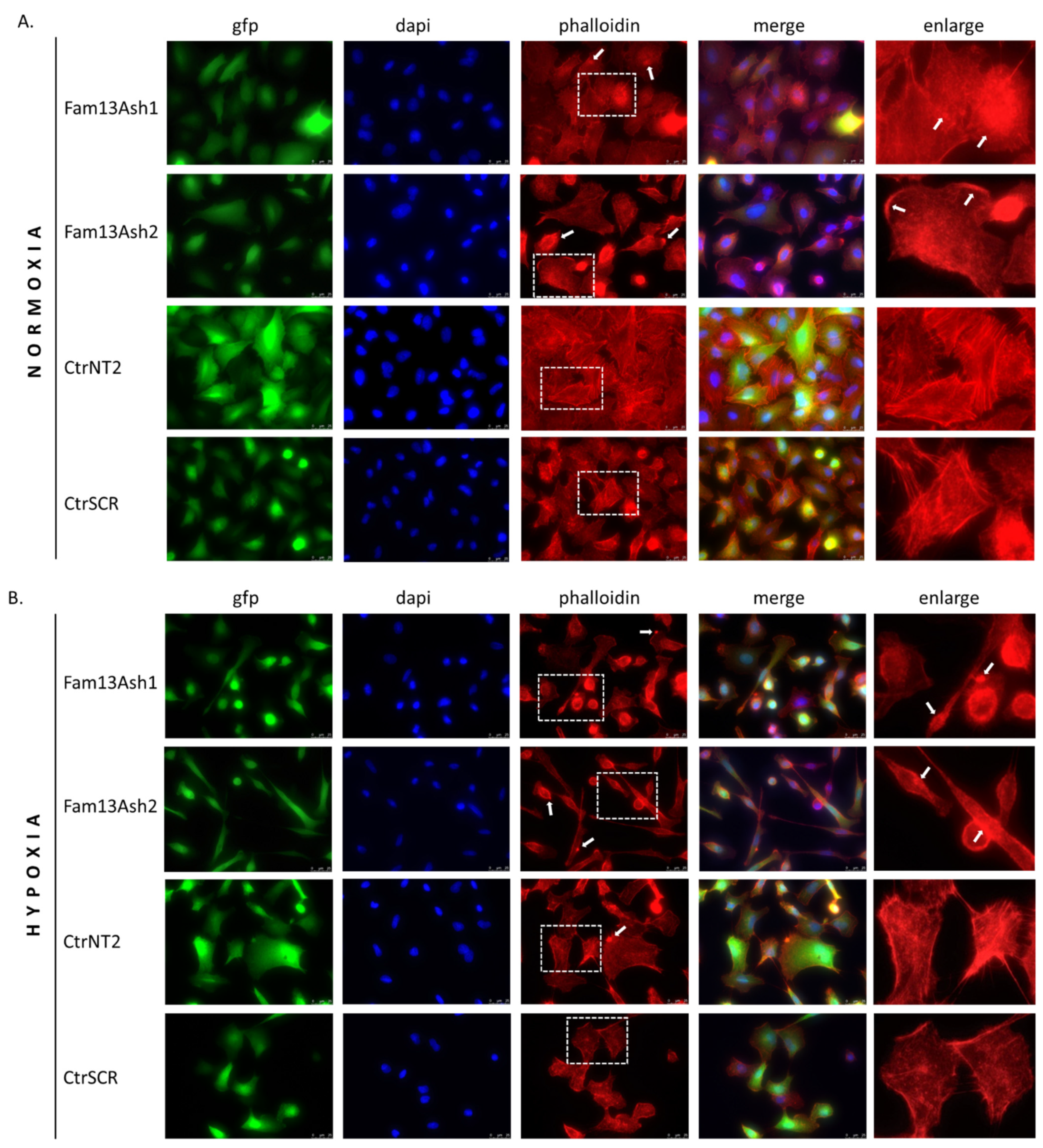 Ijms 22 04302 g006 Ijms 22 04302 g006