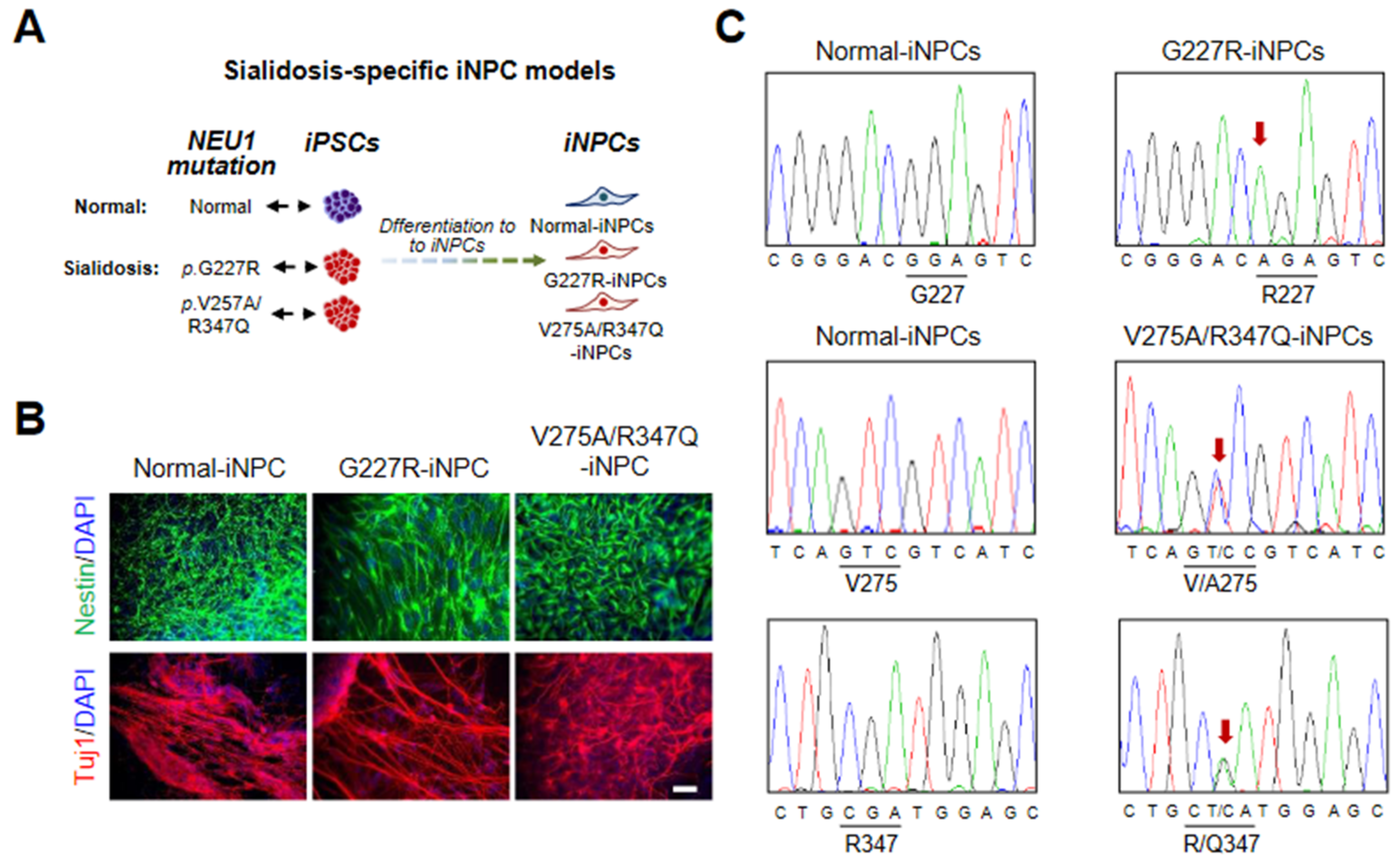 Ijms 22 04386 g002 Ijms 22 04386 g002