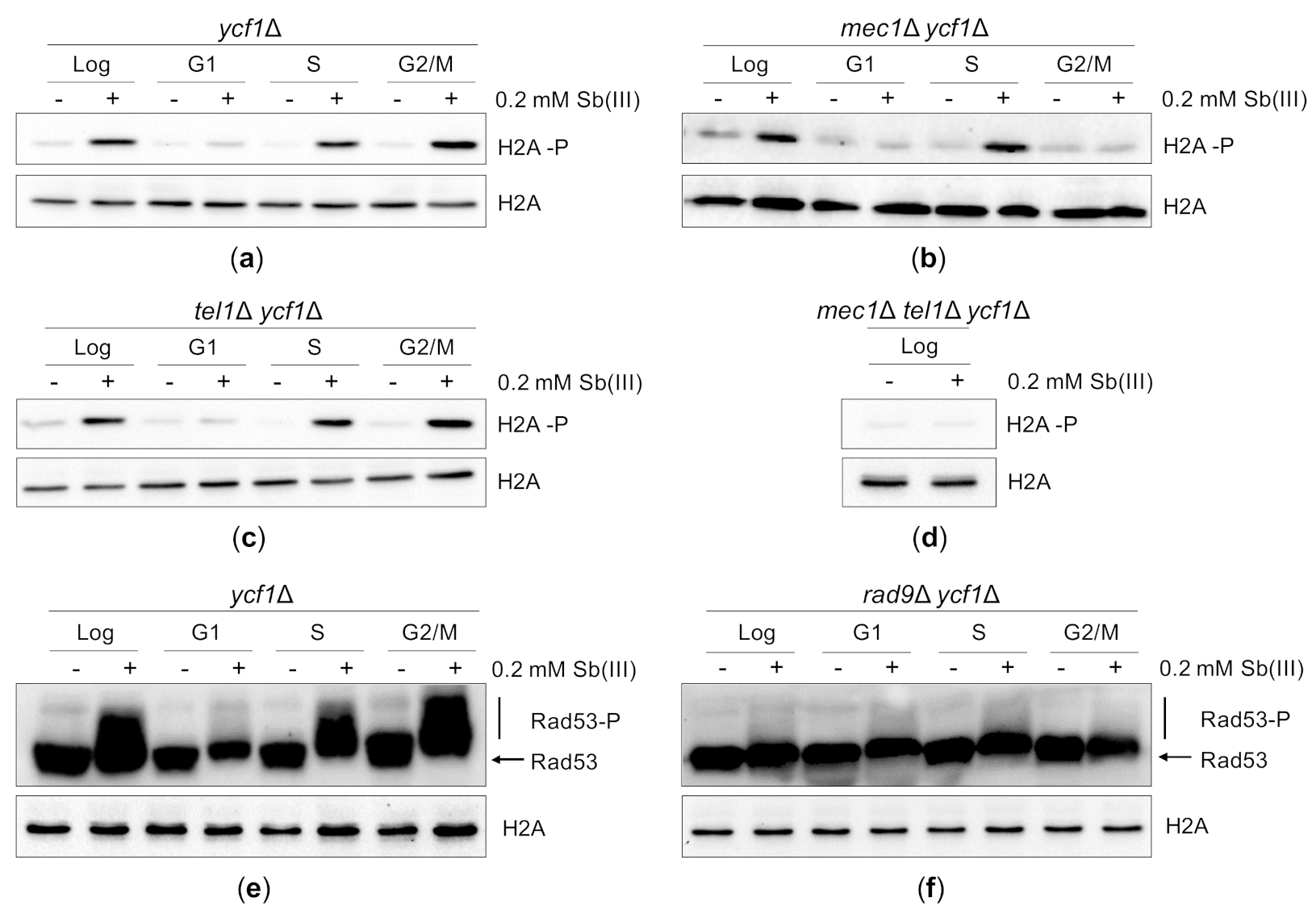 Ijms 22 04510 g004 Ijms 22 04510 g004