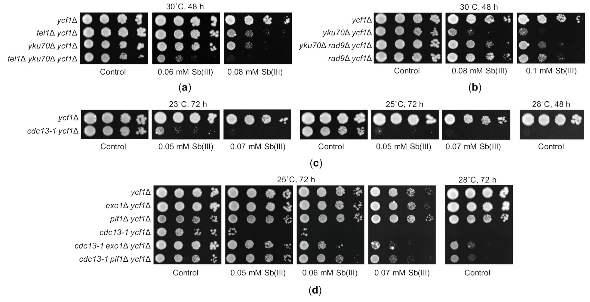 Ijms 22 04510 g007 Ijms 22 04510 g007