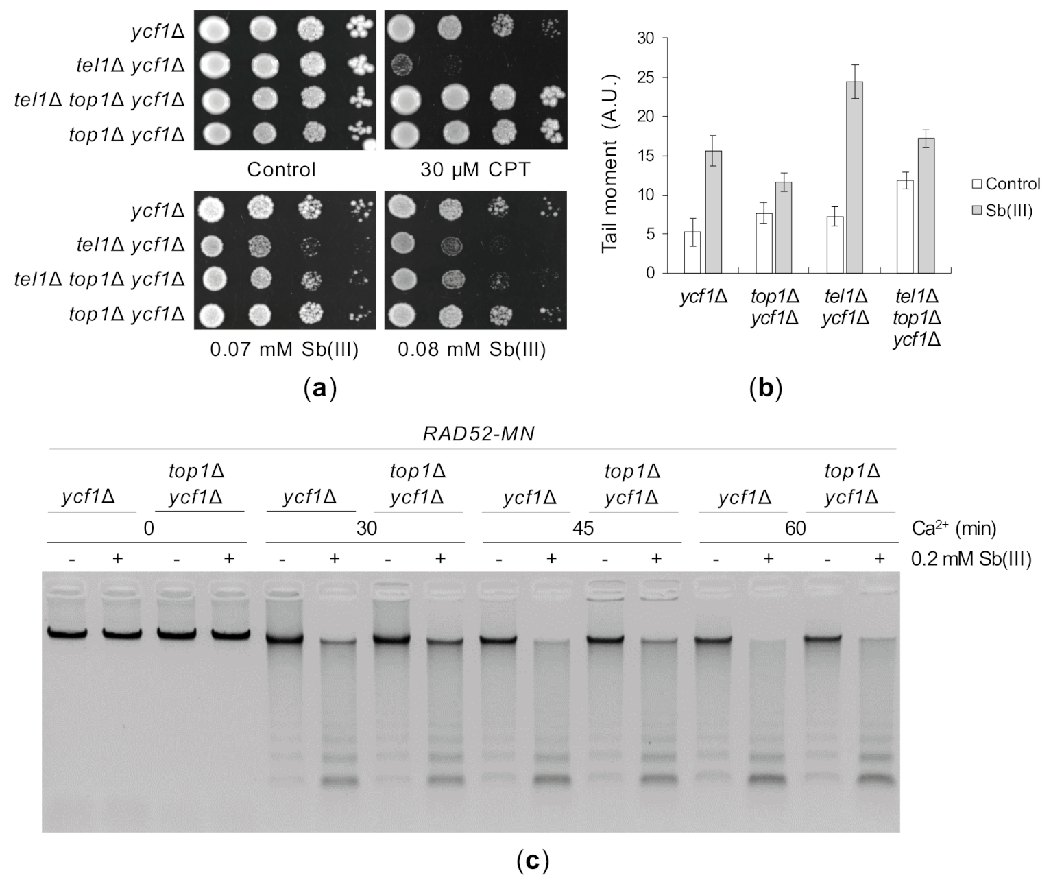 Ijms 22 04510 g009 Ijms 22 04510 g009