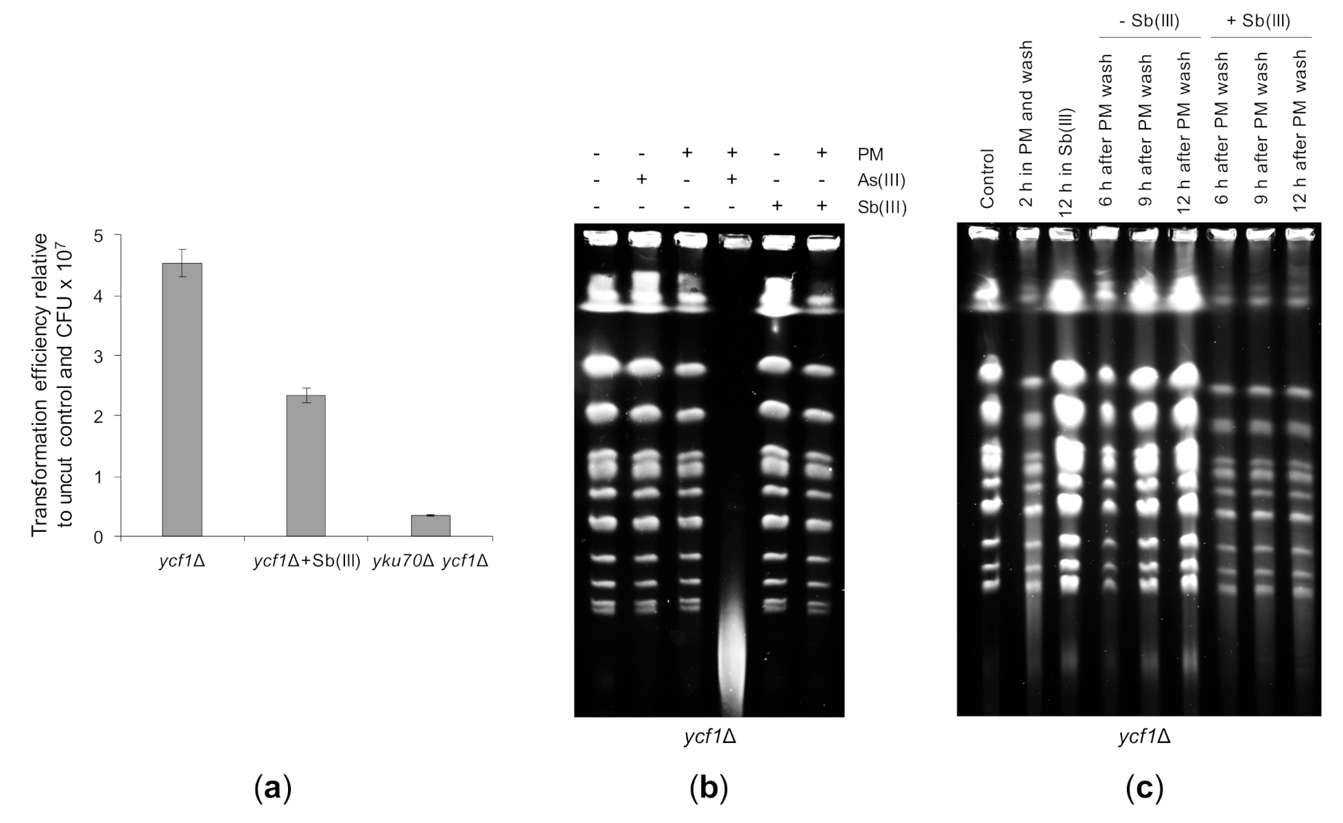 Ijms 22 04510 g010 Ijms 22 04510 g010