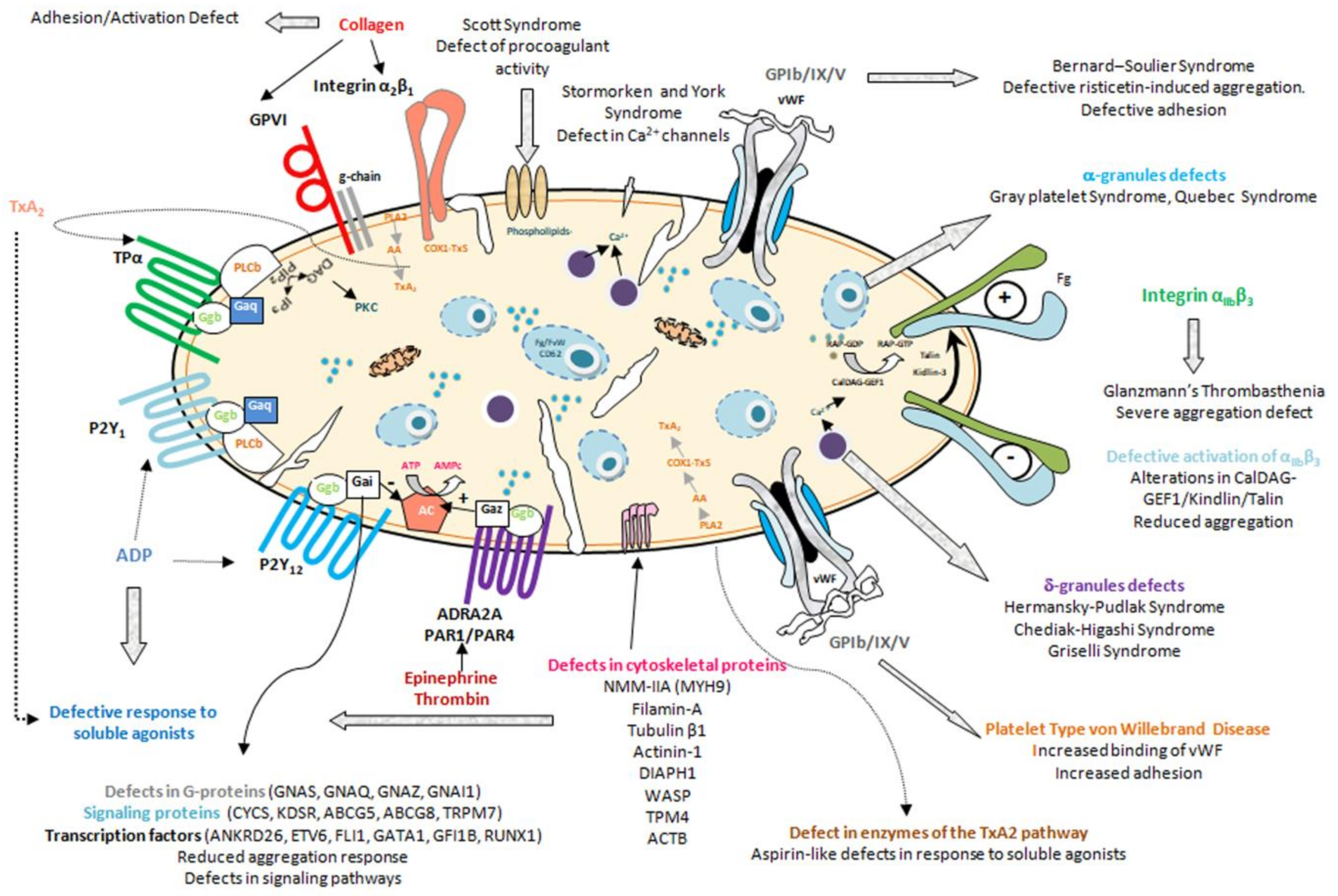 Ijms 22 04521 g001 Ijms 22 04521 g001
