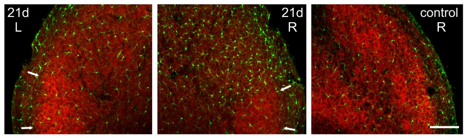 Ijms 22 04564 g007 Ijms 22 04564 g007