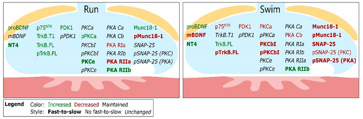 Ijms 22 04577 i001 Ijms 22 04577 i001