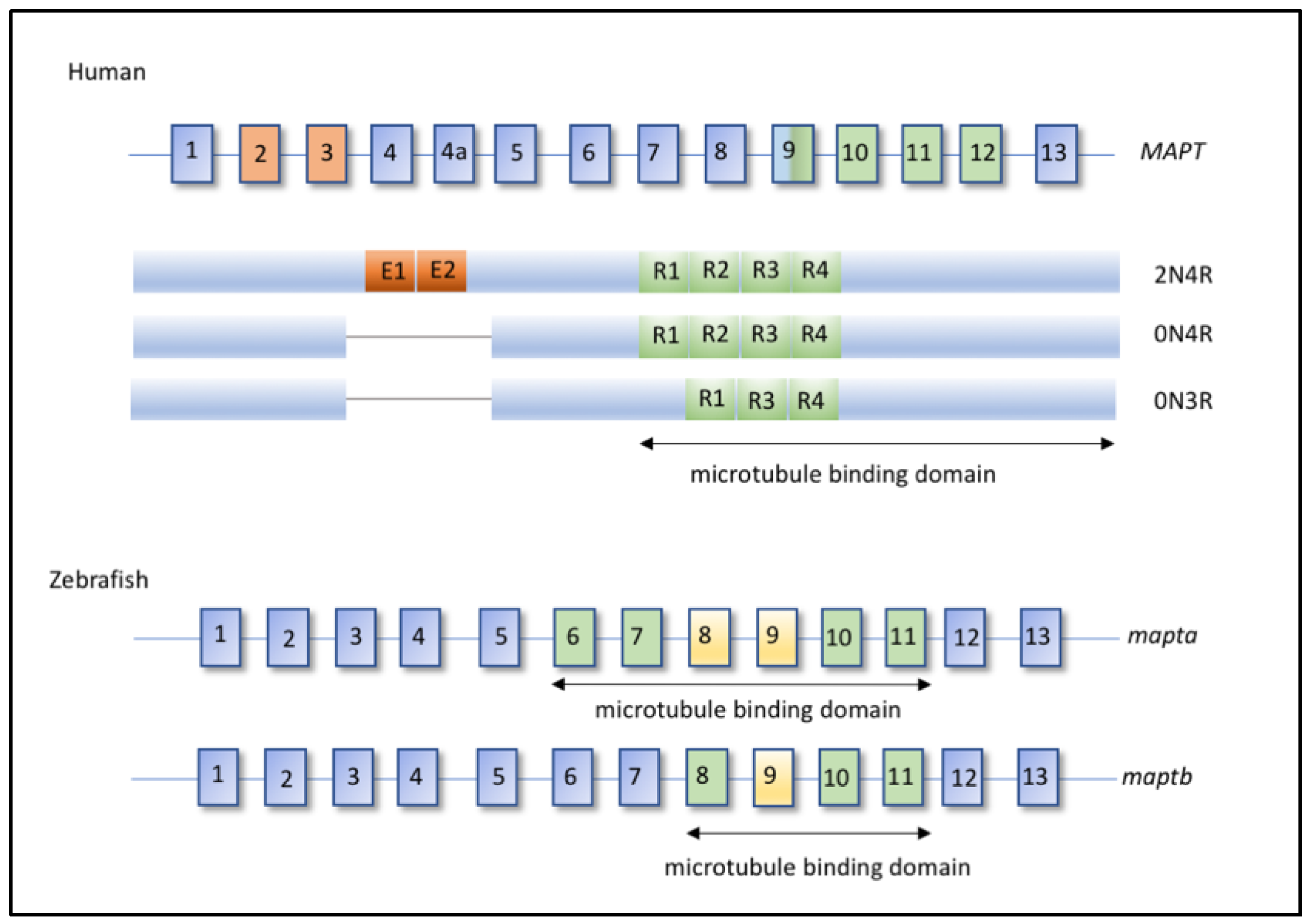 Ijms 22 04626 g001 Ijms 22 04626 g001