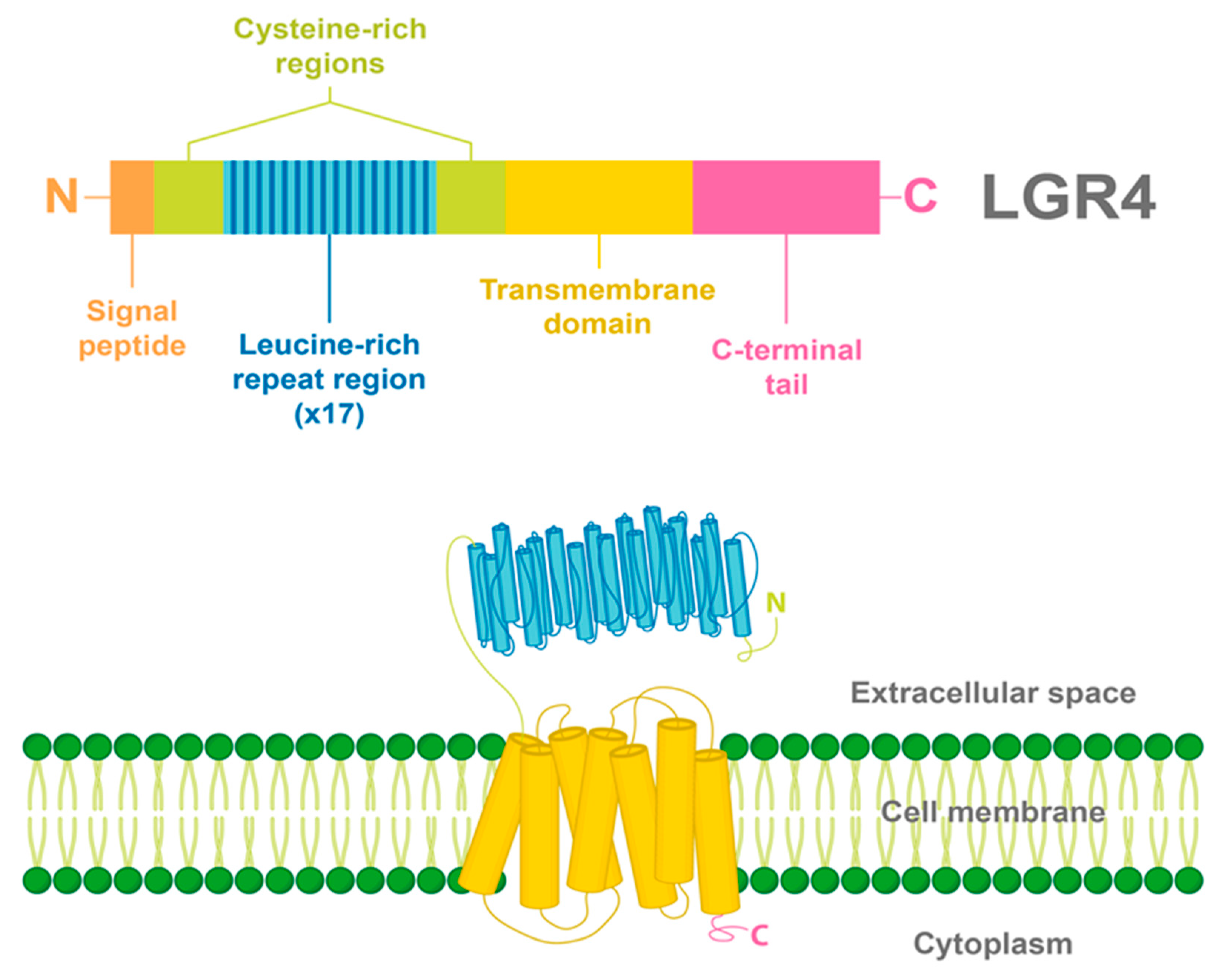 Ijms 22 04690 g001 Ijms 22 04690 g001