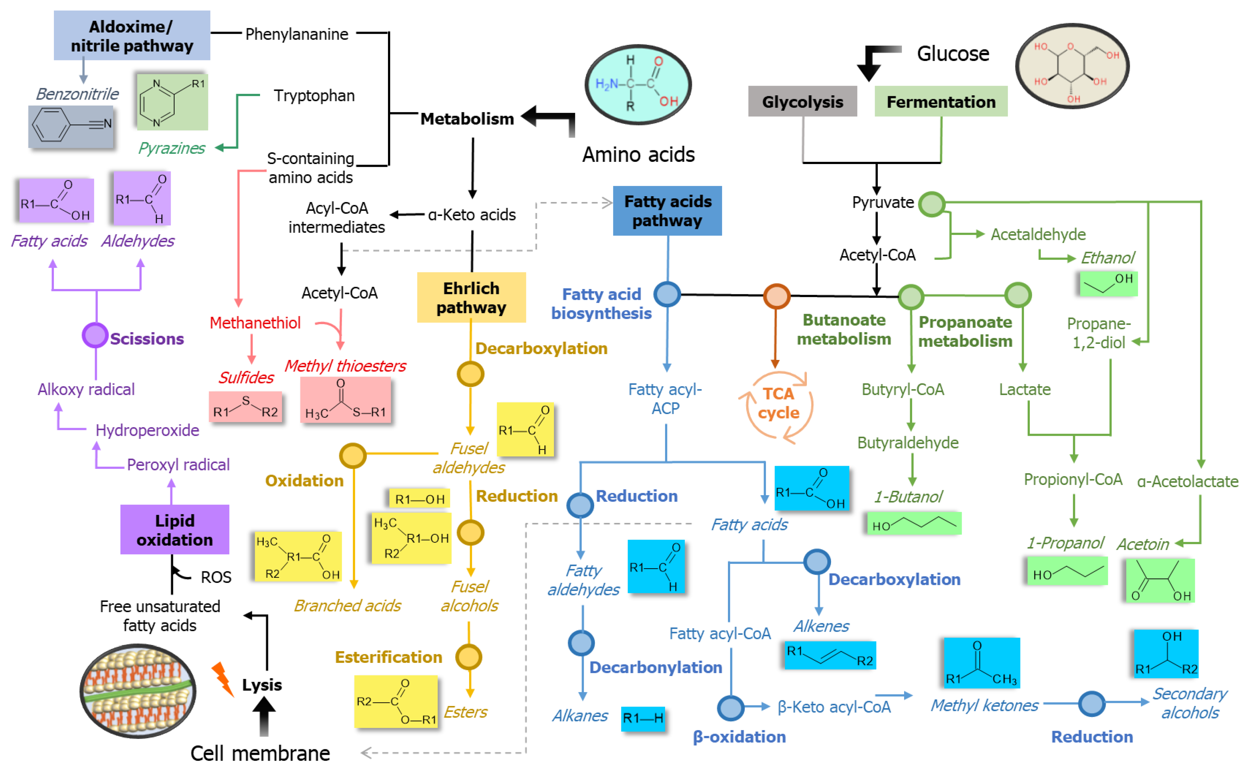 Ijms 22 04696 g009 Ijms 22 04696 g009