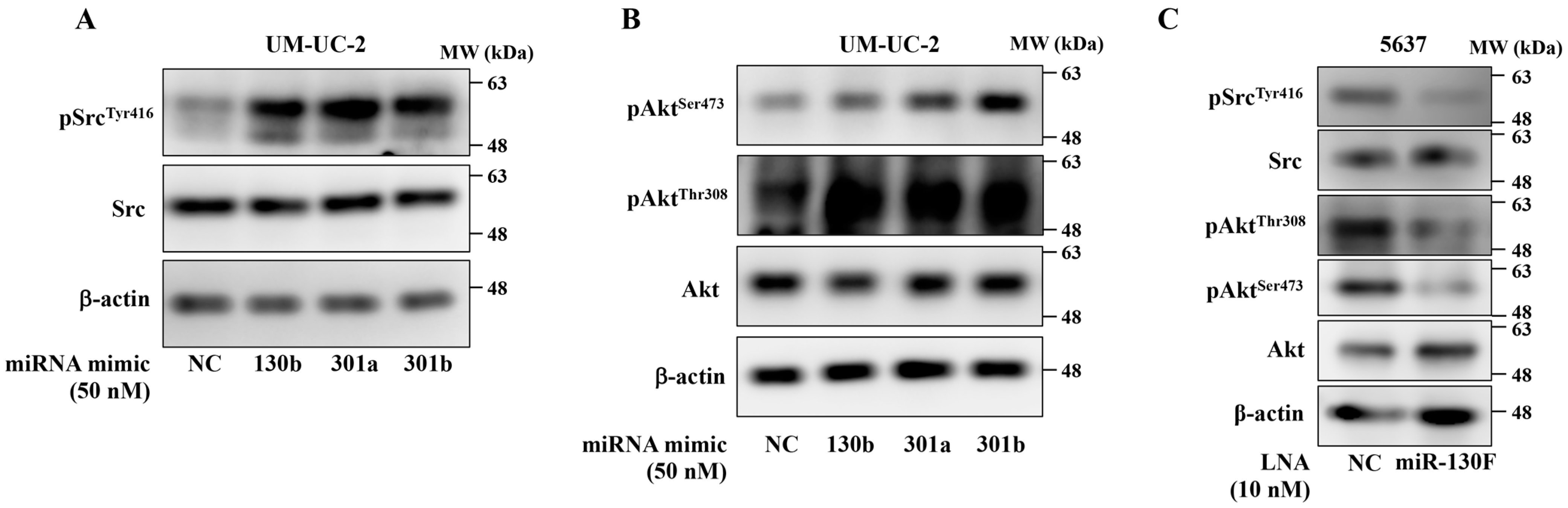 Ijms 22 04751 g002