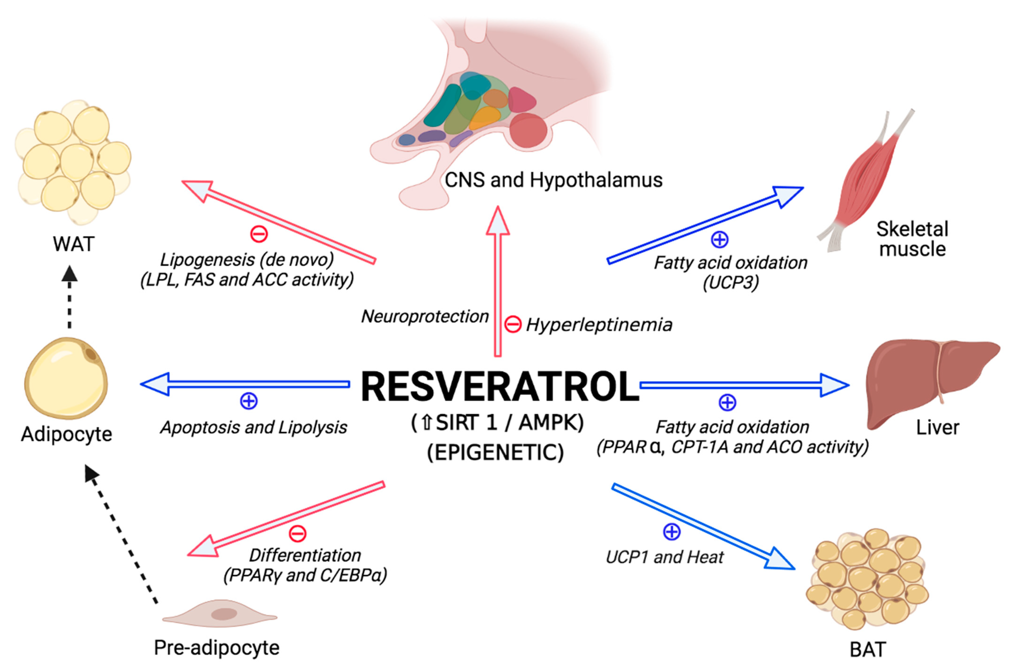 Ijms 22 04792 g002 Ijms 22 04792 g002