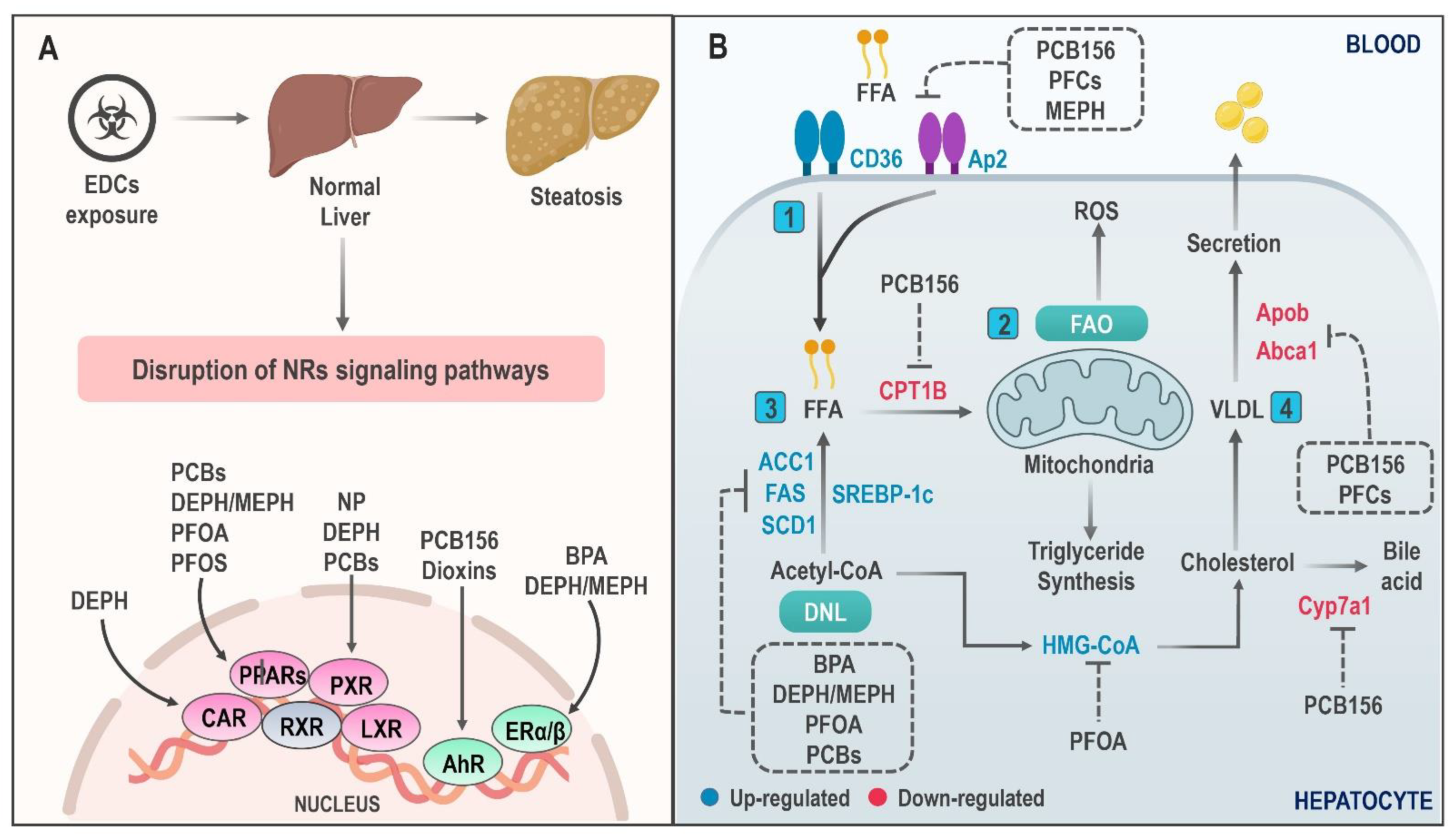 Ijms 22 04807 g001 Ijms 22 04807 g001