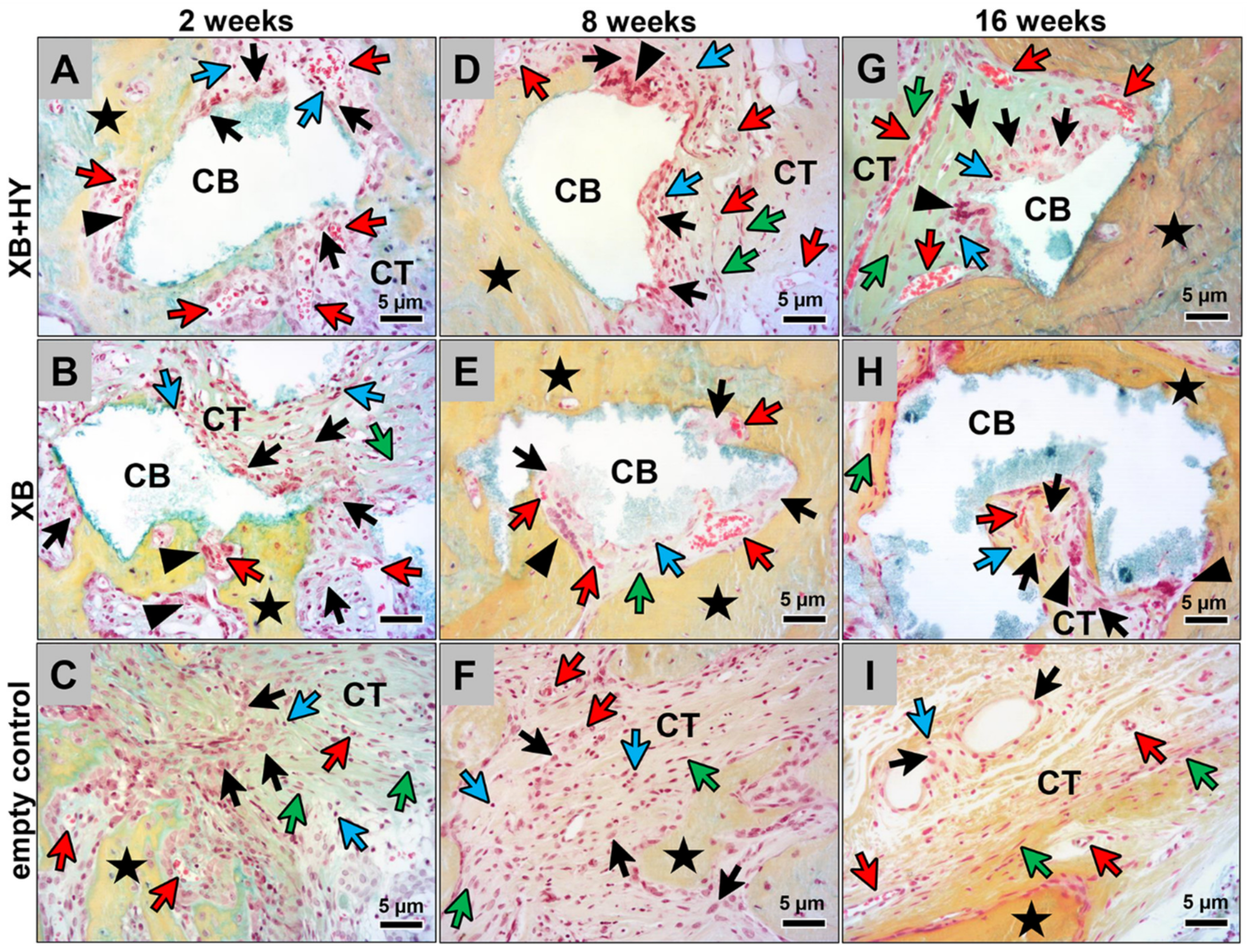 Ijms 22 04818 g002 Ijms 22 04818 g002