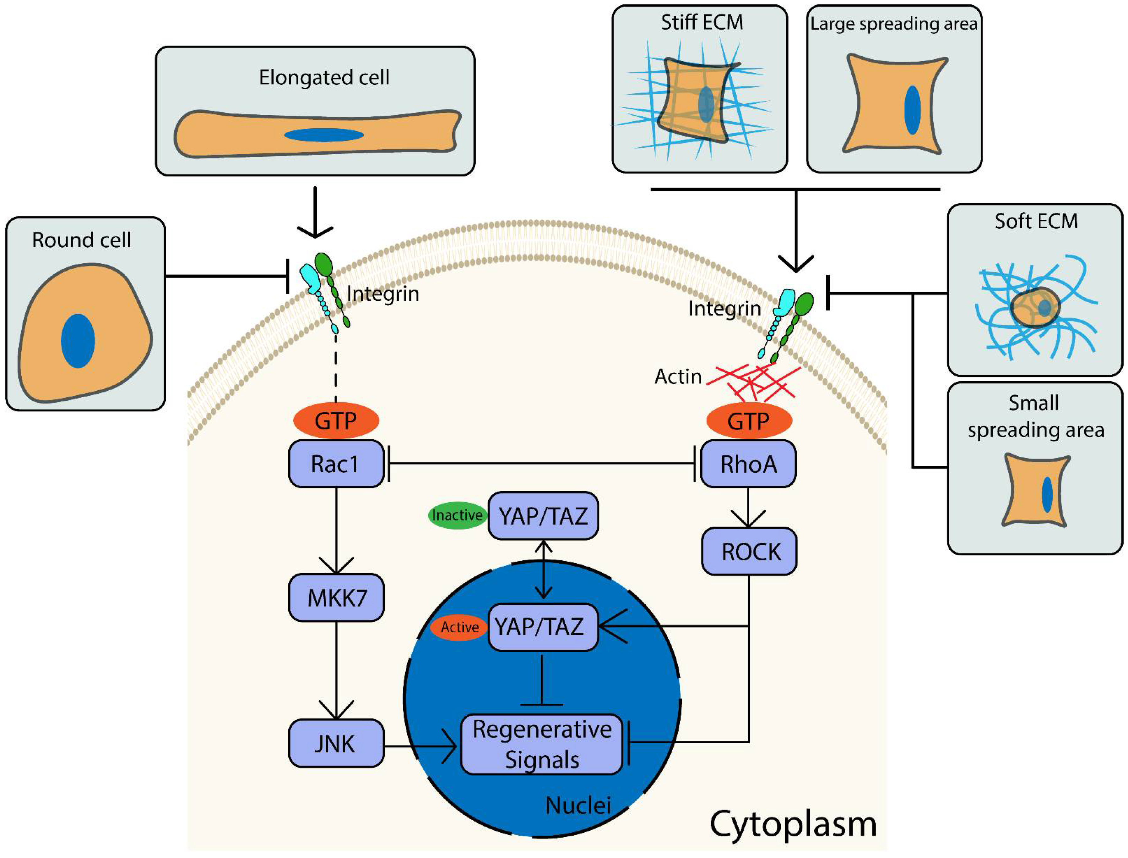 Ijms 22 04821 g006 Ijms 22 04821 g006