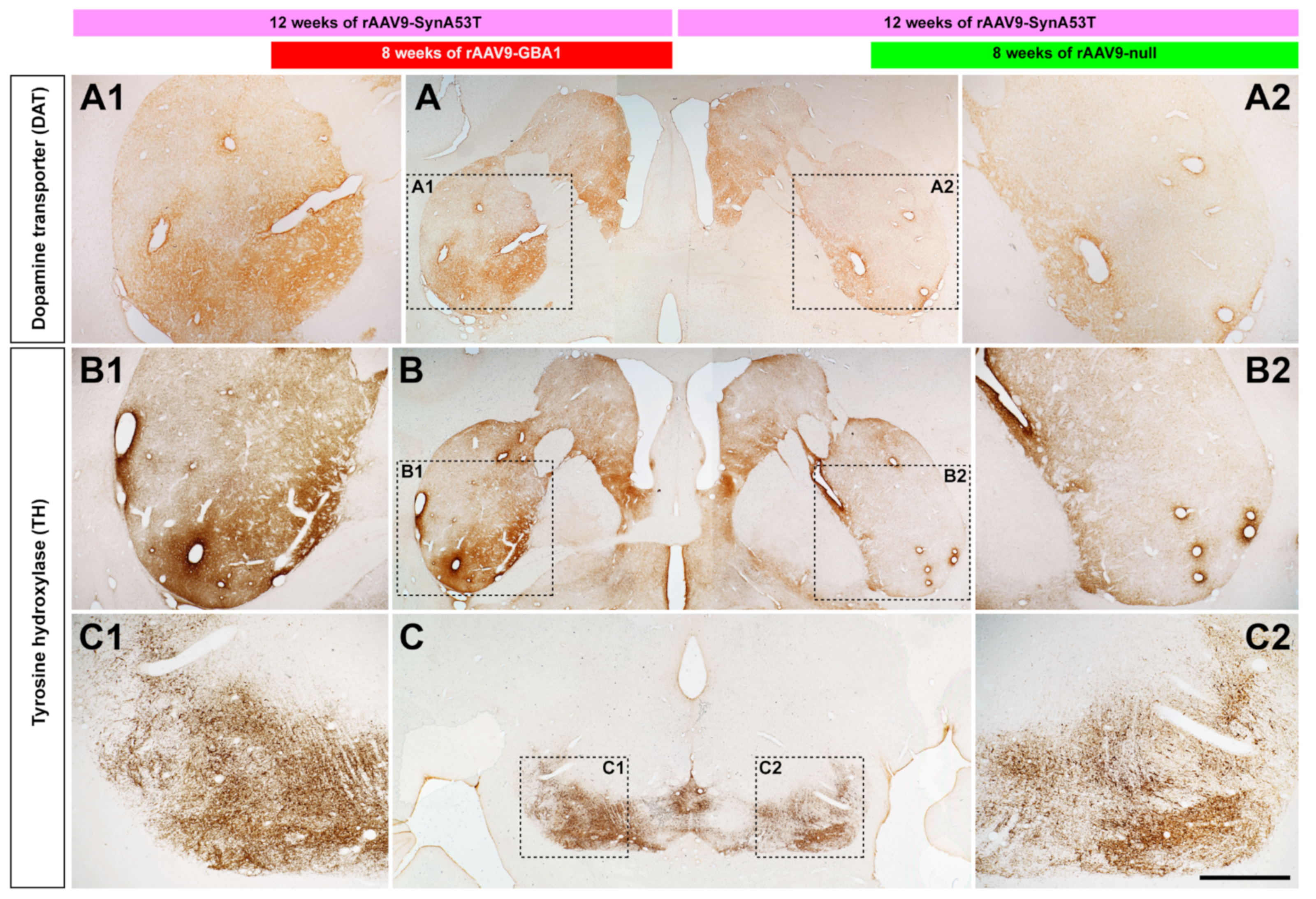 Ijms 22 04825 g006 Ijms 22 04825 g006