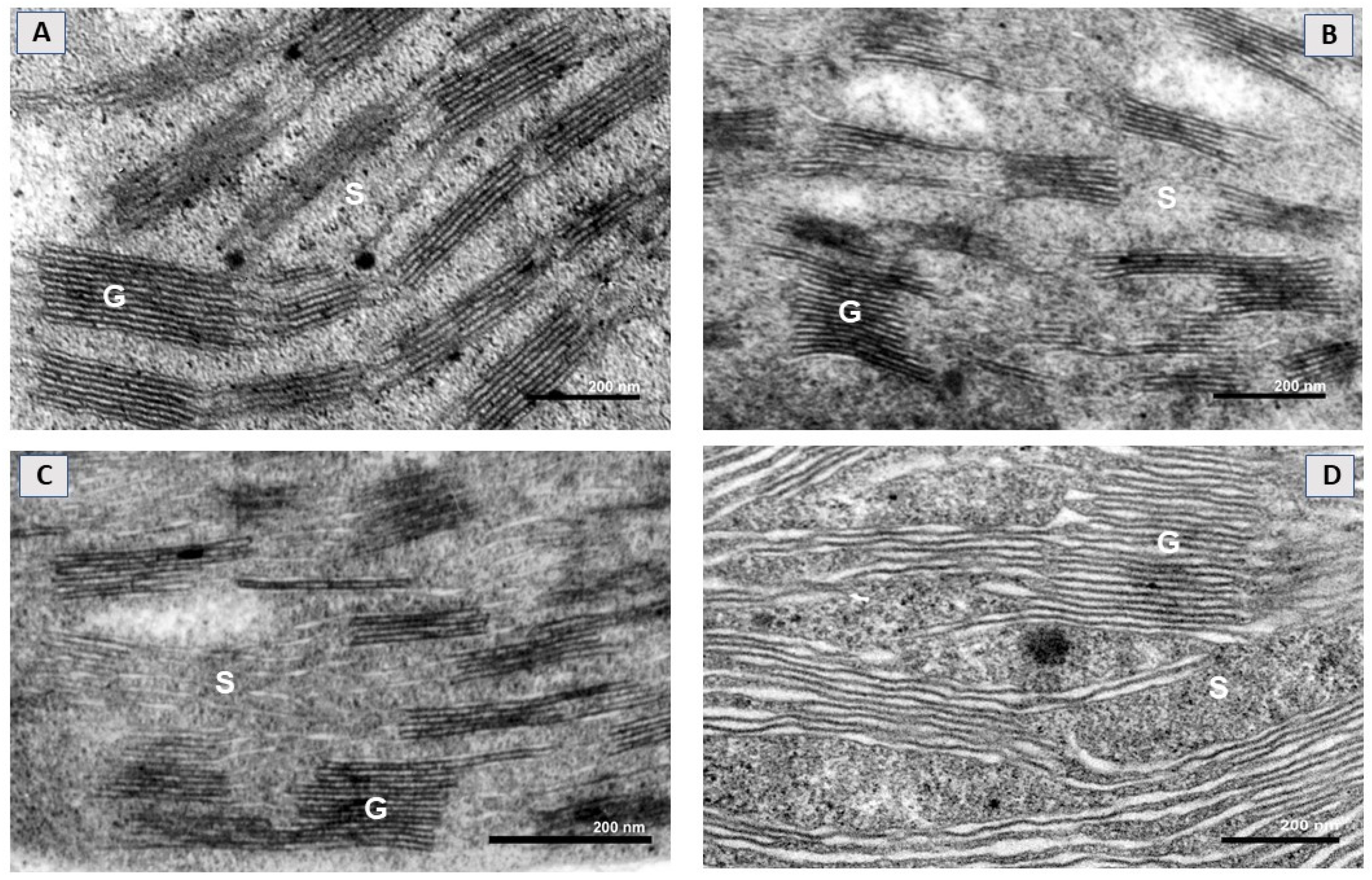 Ijms 22 04878 g002 Ijms 22 04878 g002