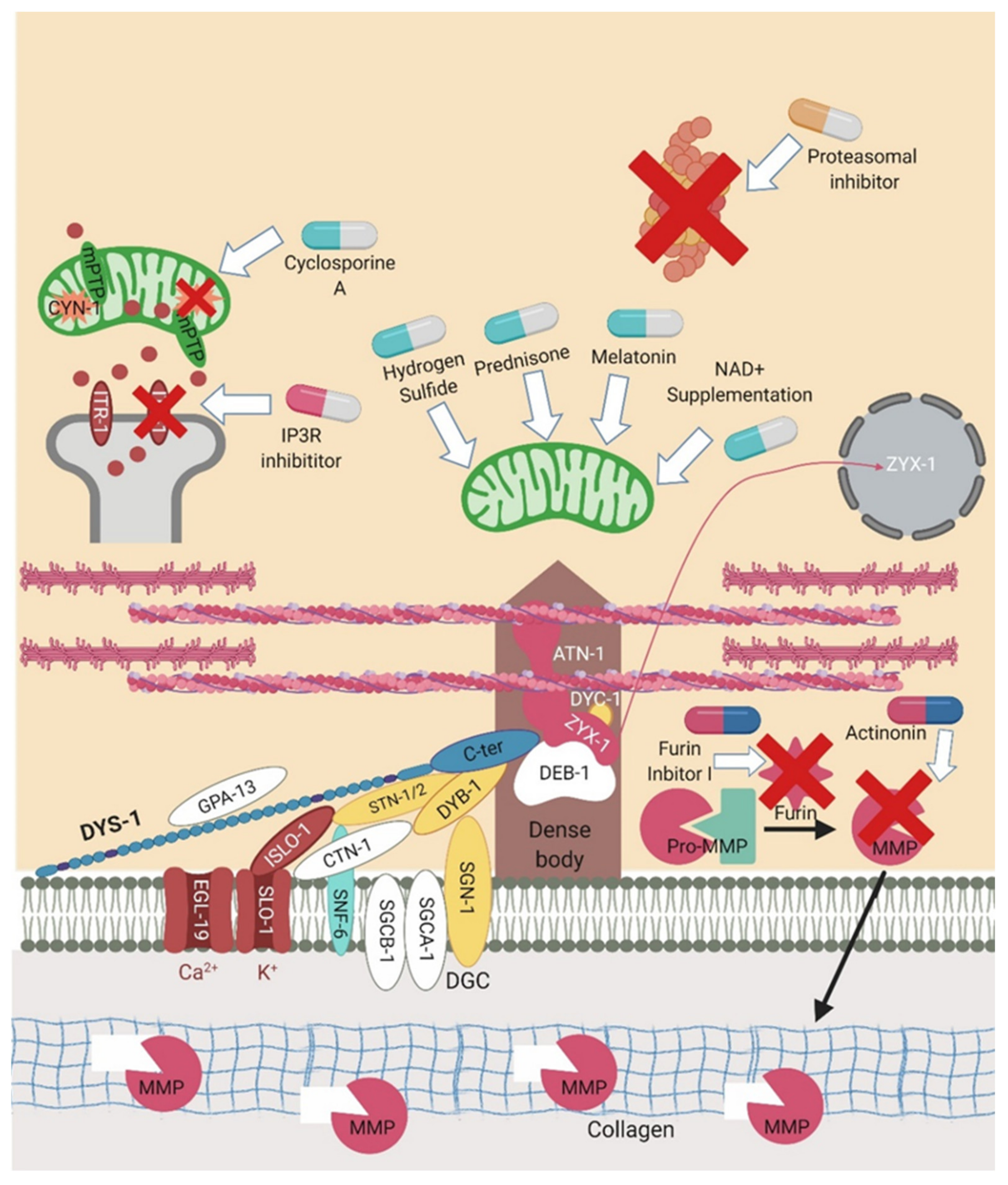 Ijms 22 04891 g005 Ijms 22 04891 g005