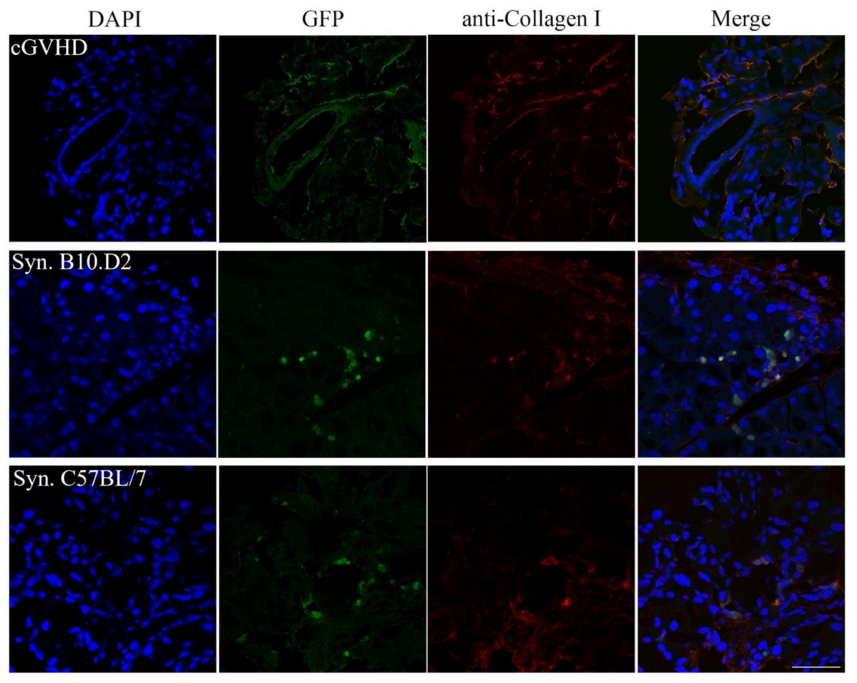 Ijms 22 04895 g004 Ijms 22 04895 g004
