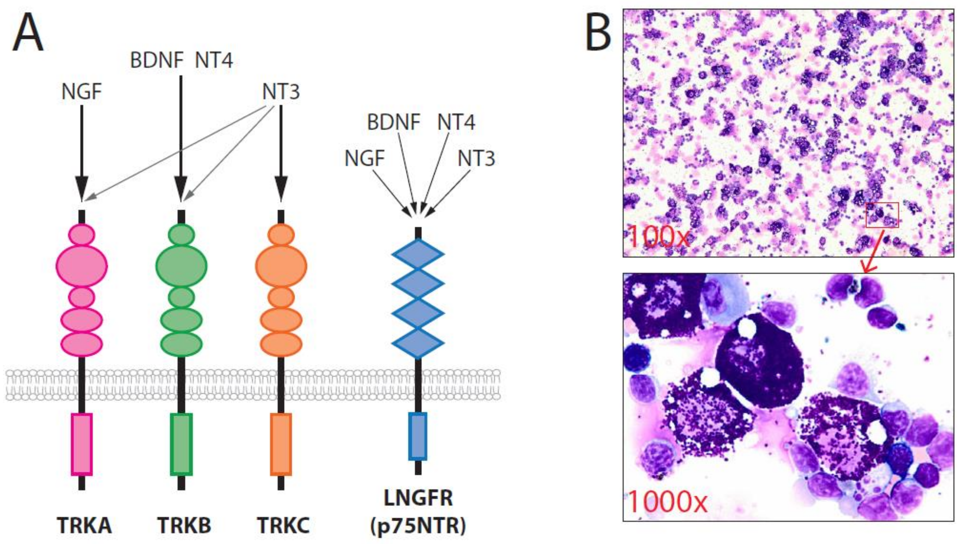 Ijms 22 04900 g001 Ijms 22 04900 g001