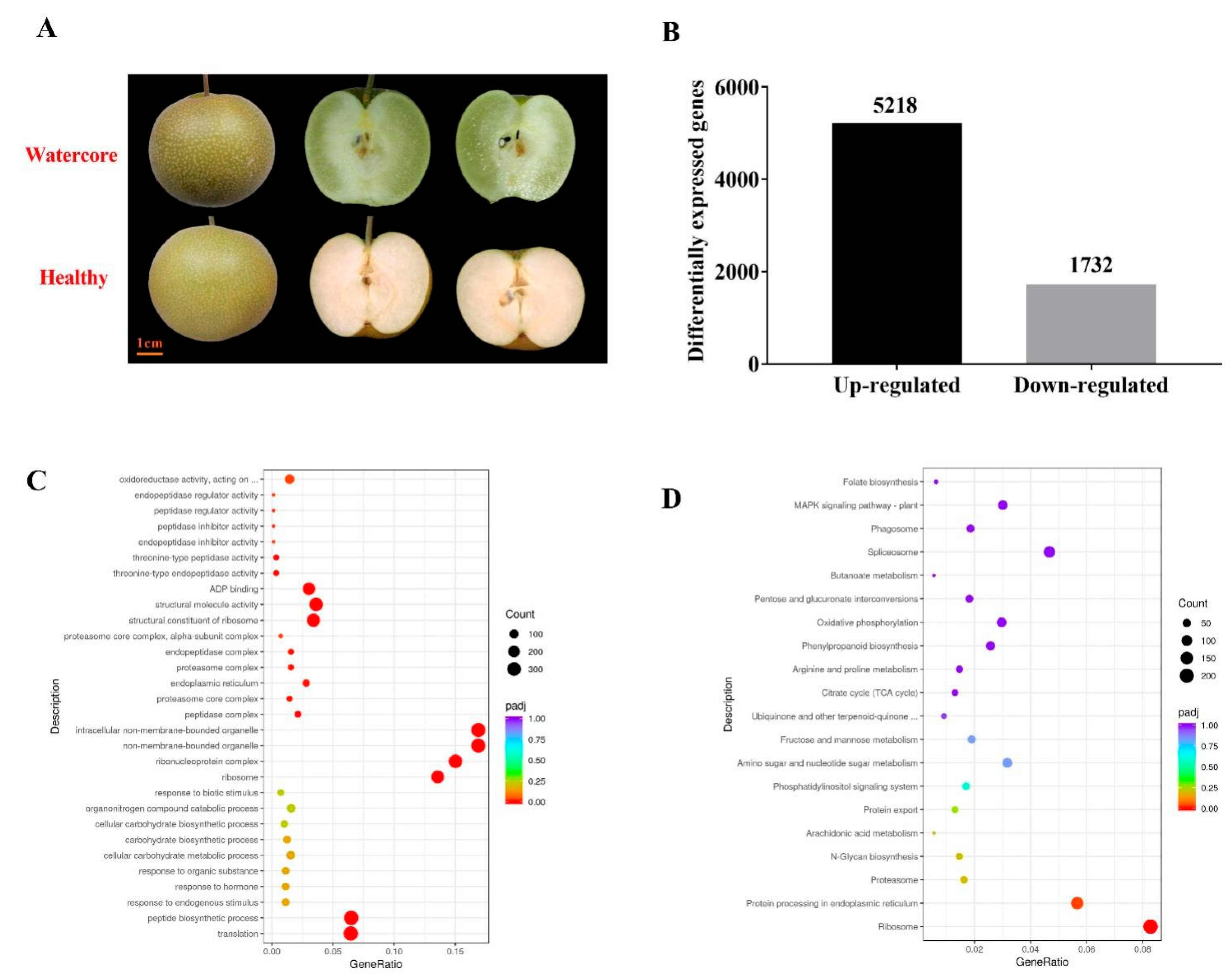 Ijms 22 04911 g001 Ijms 22 04911 g001