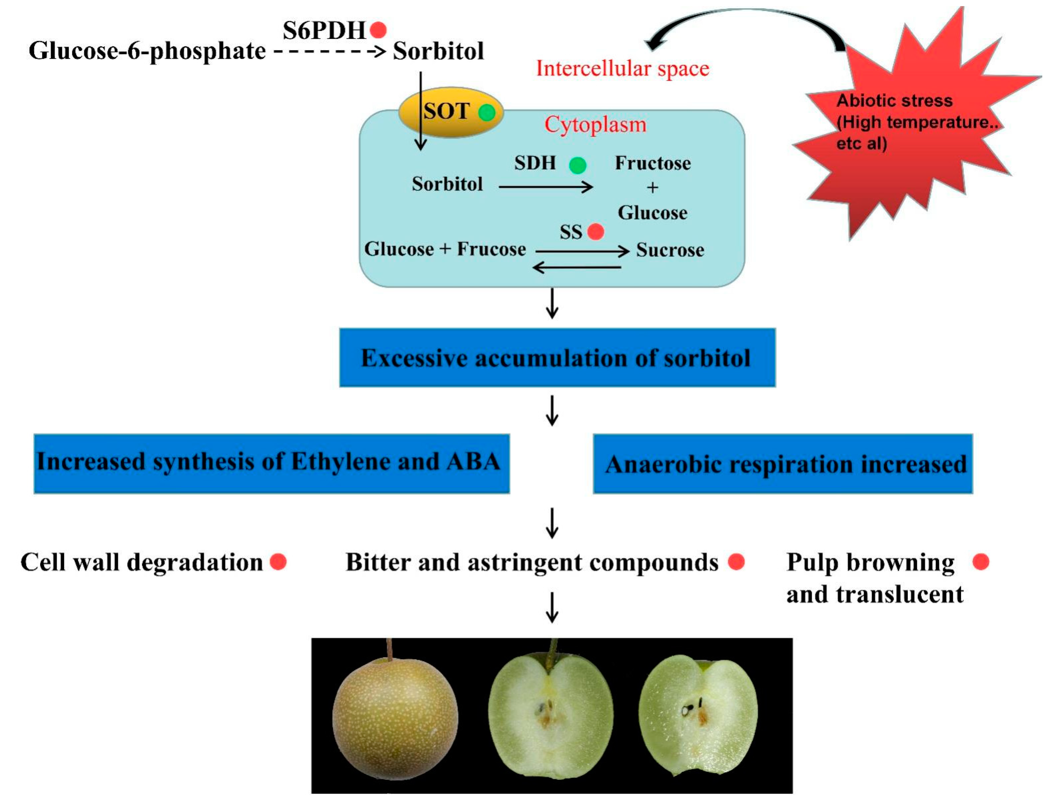 Ijms 22 04911 g006 Ijms 22 04911 g006