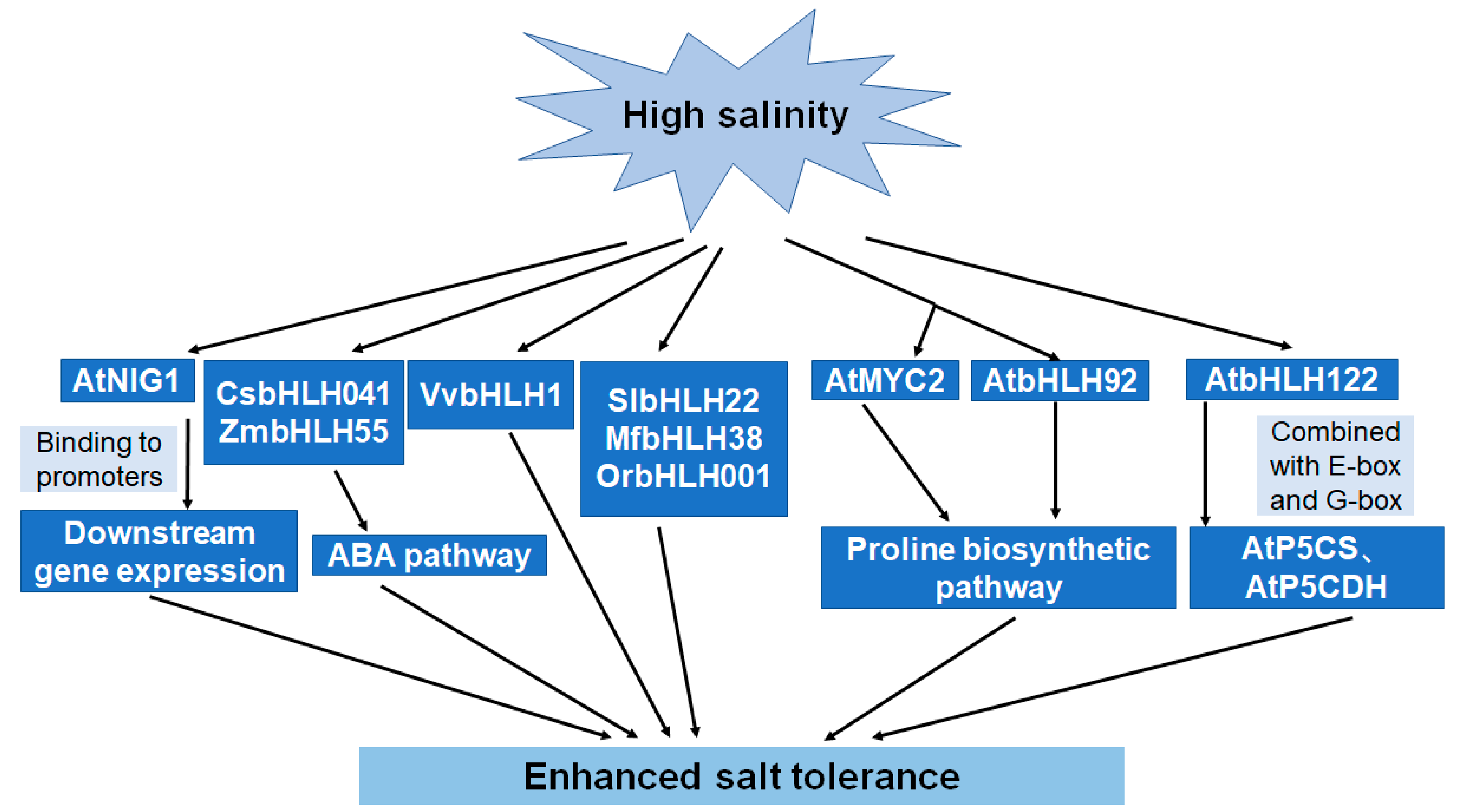 Ijms 22 04921 g002 Ijms 22 04921 g002
