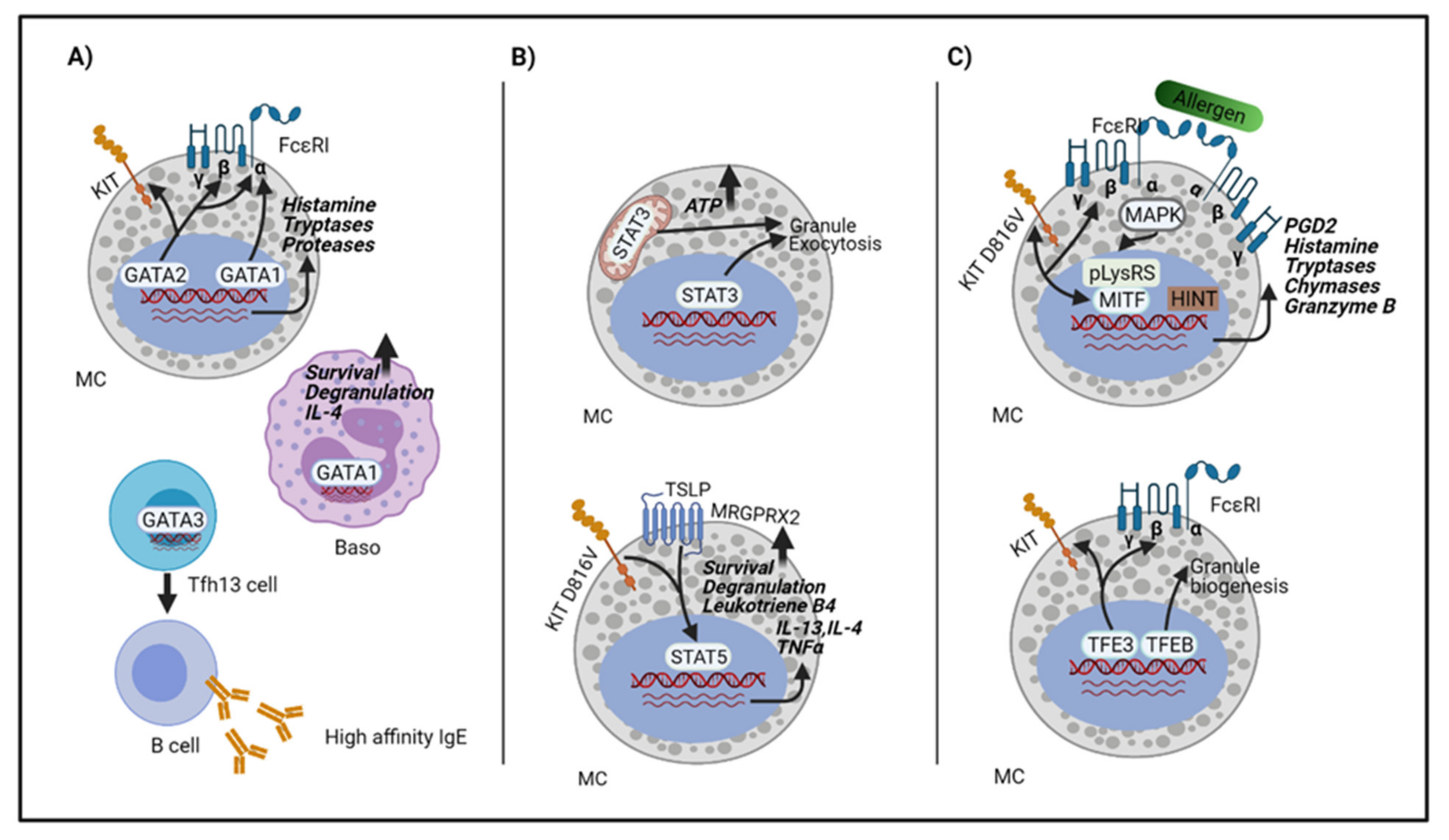 Ijms 22 04935 g001 Ijms 22 04935 g001