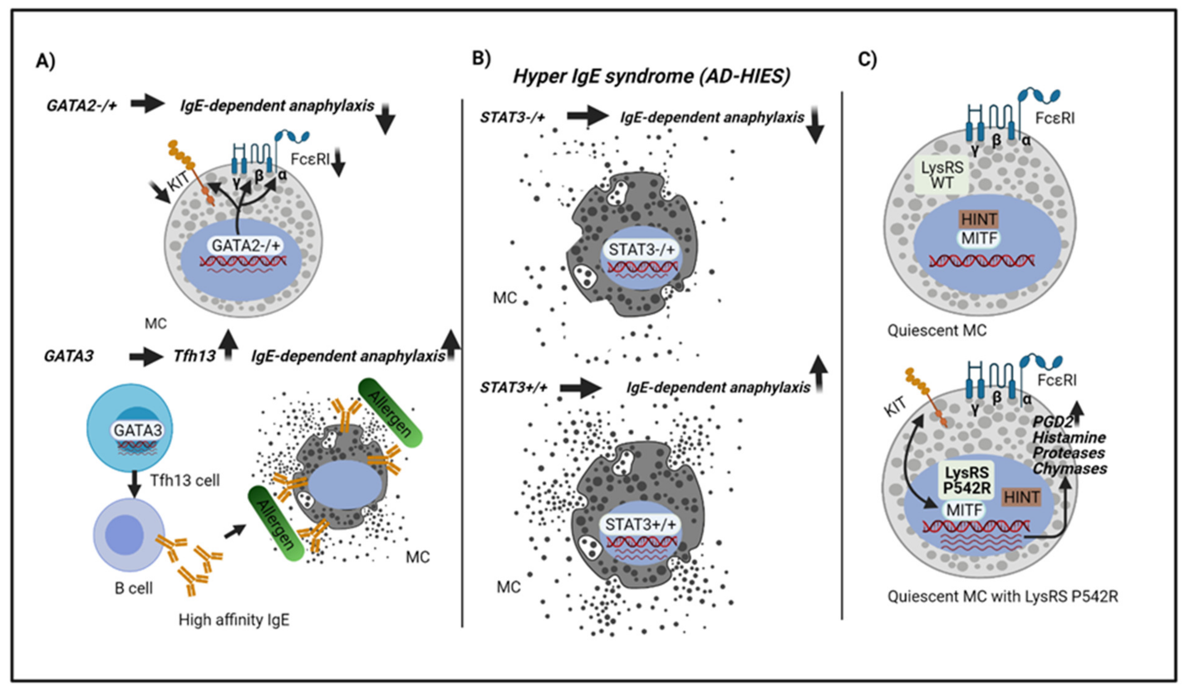 Ijms 22 04935 g002 Ijms 22 04935 g002