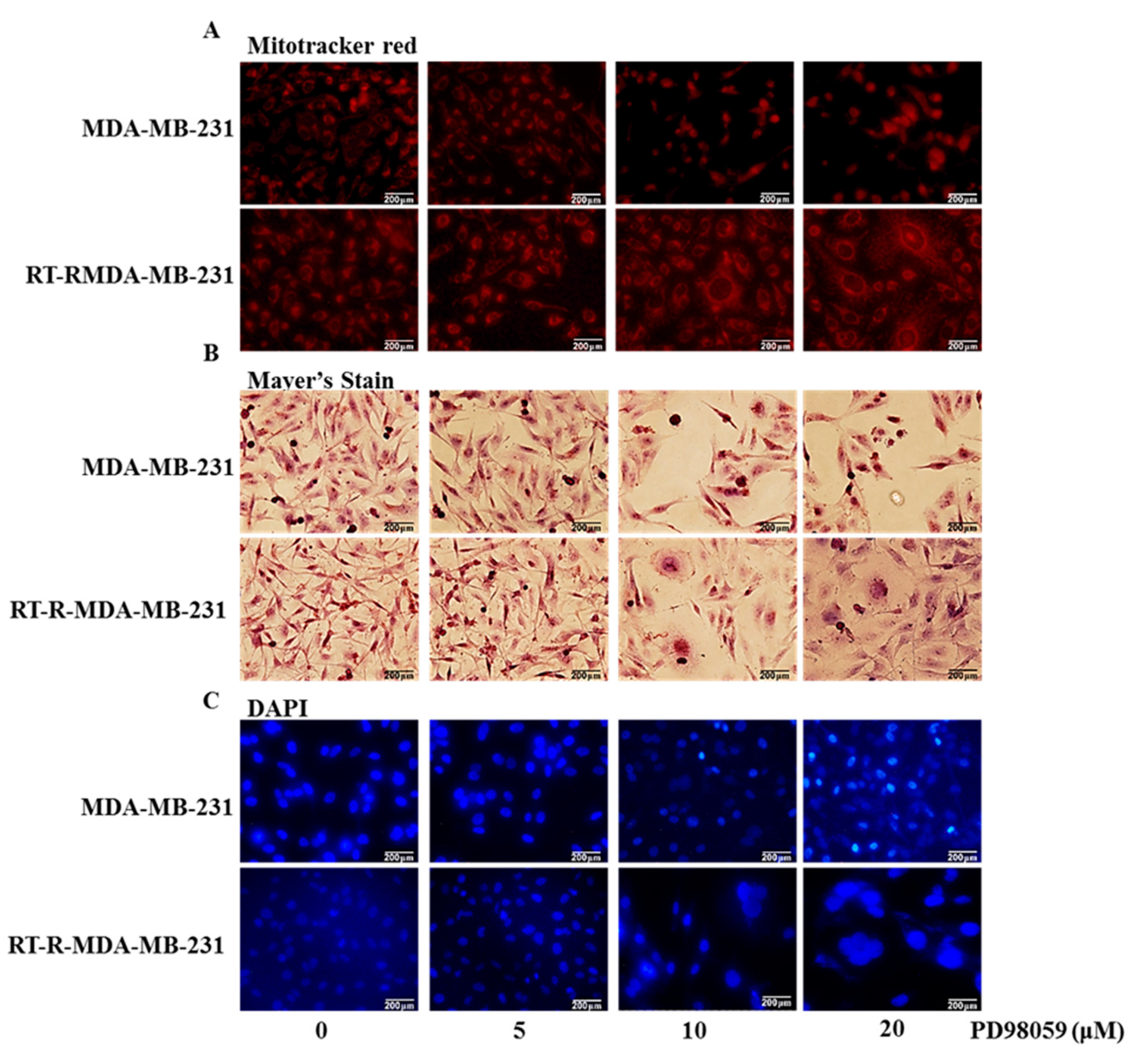 Ijms 22 04940 g005 Ijms 22 04940 g005