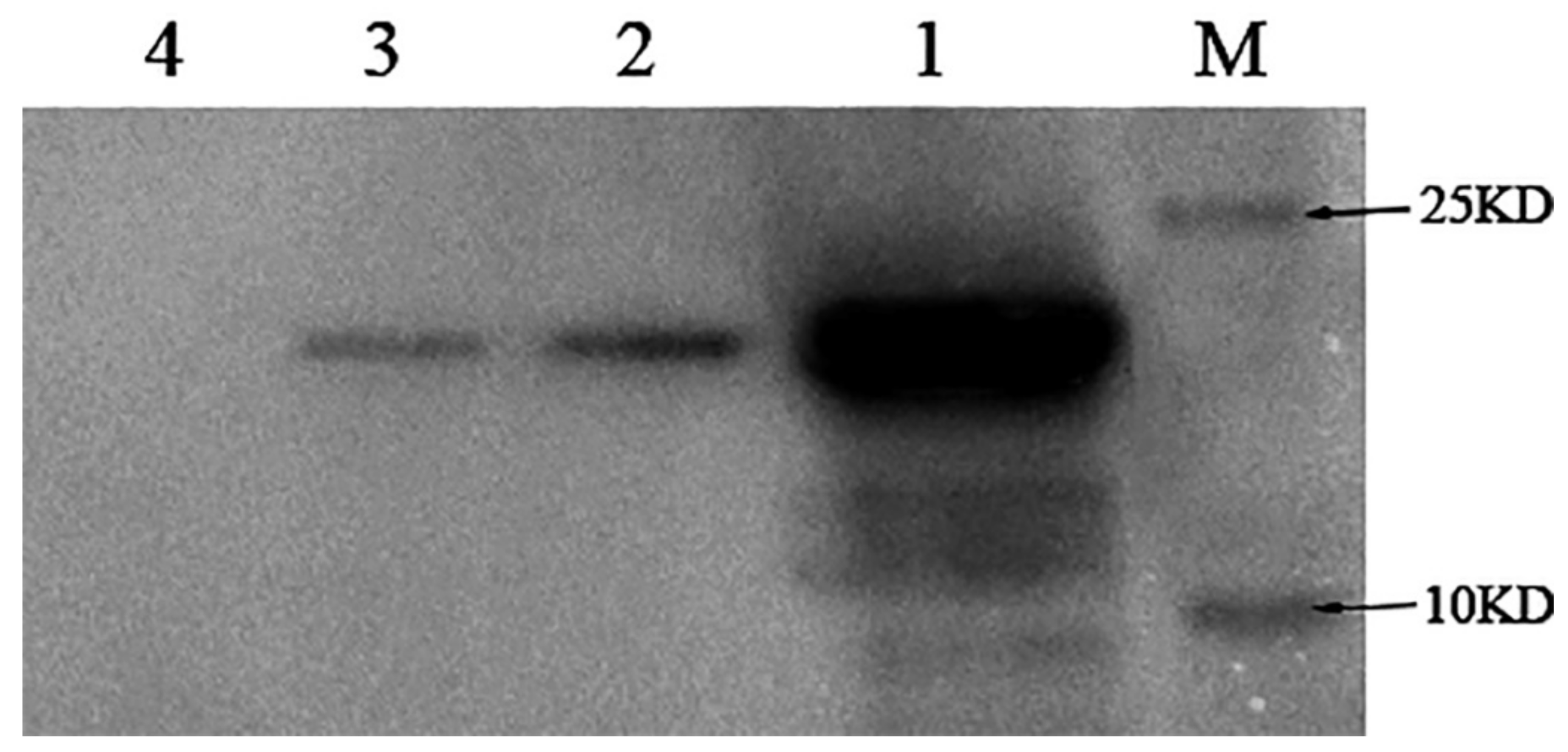 Ijms 22 04988 g002 Ijms 22 04988 g002