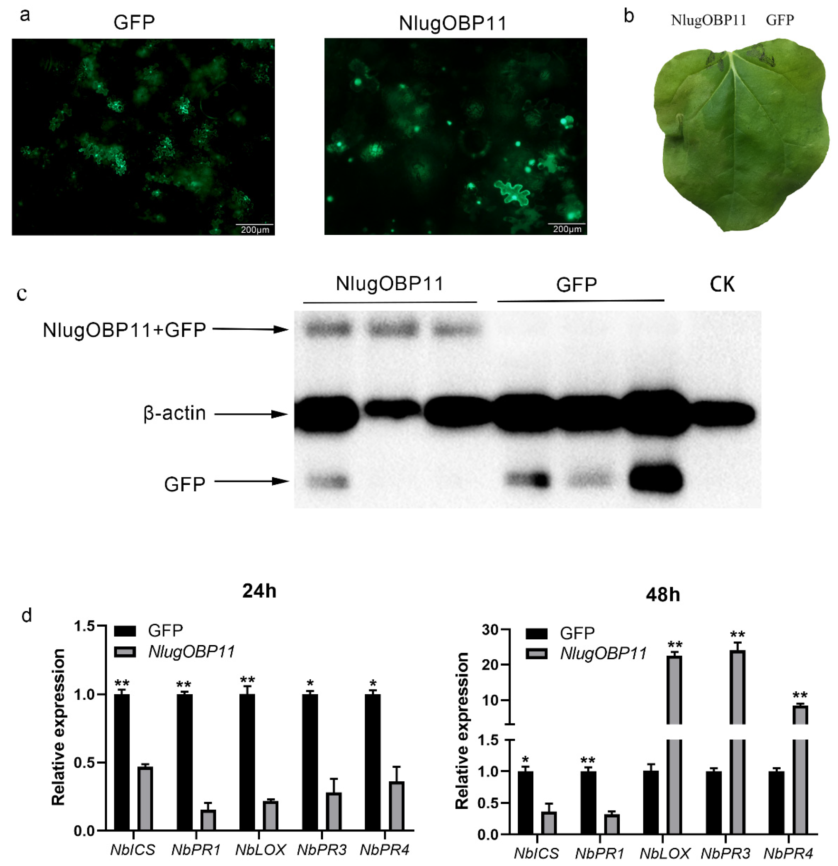 Ijms 22 04988 g006 Ijms 22 04988 g006