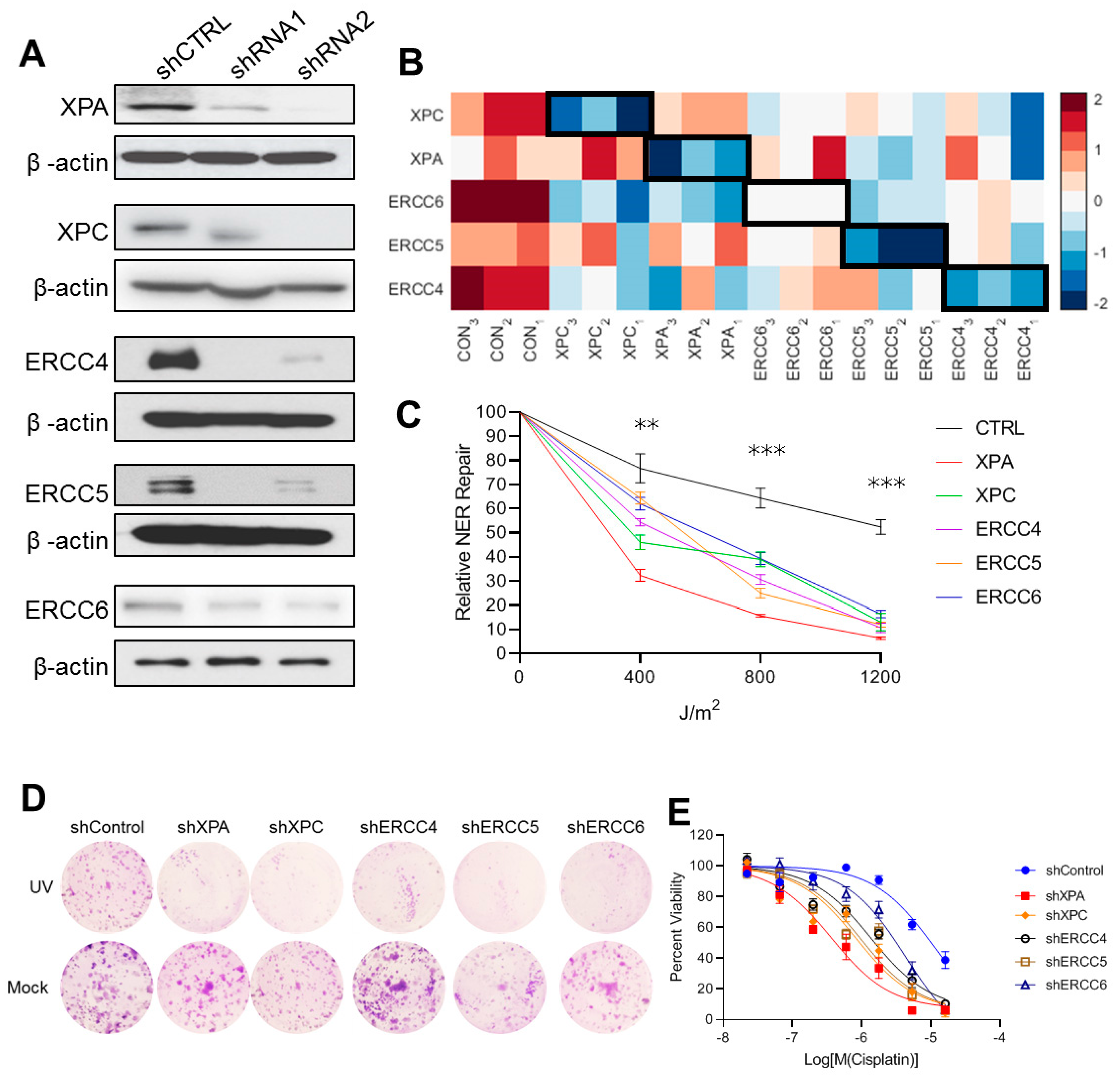 Ijms 22 05008 g001 Ijms 22 05008 g001
