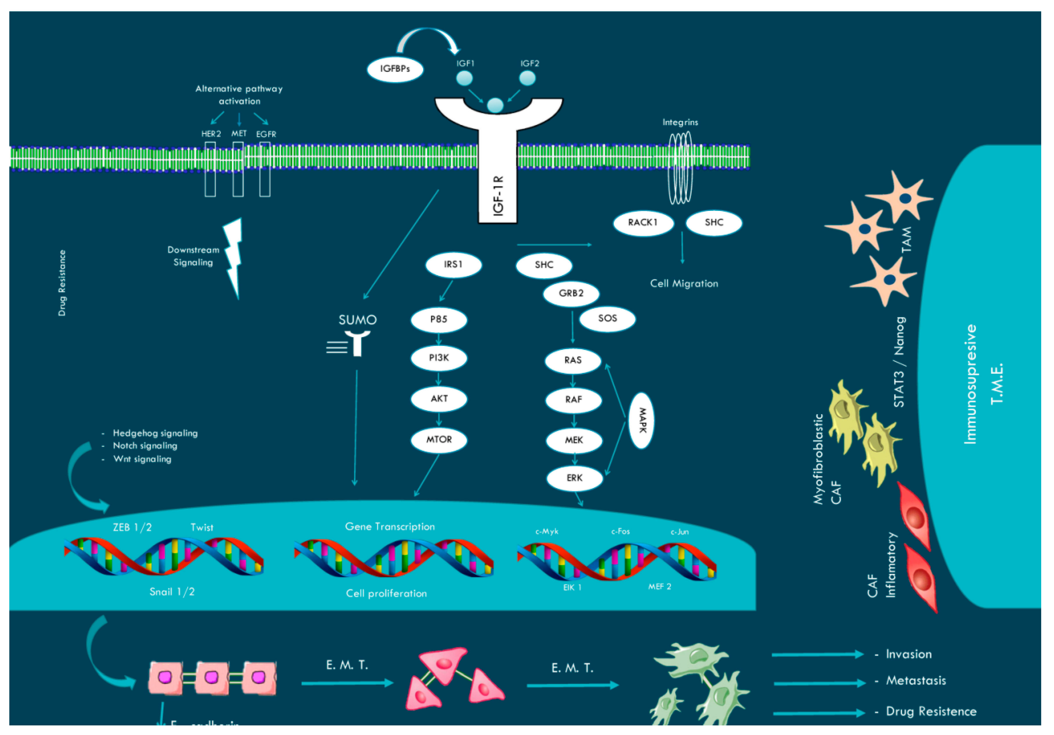 Ijms 22 05019 g003 Ijms 22 05019 g003
