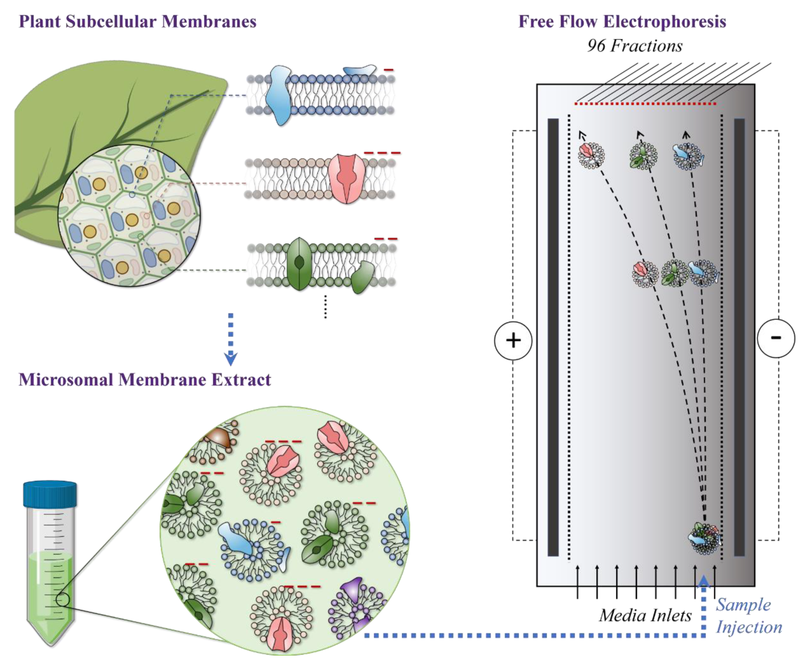 Ijms 22 05020 g001 Ijms 22 05020 g001