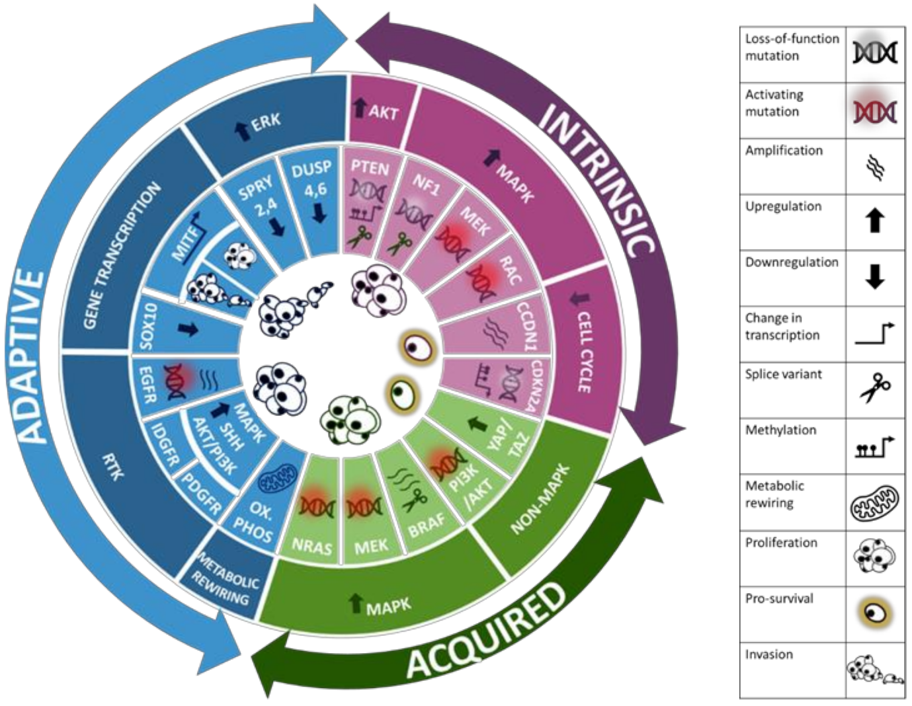 Ijms 22 05115 g001 Ijms 22 05115 g001