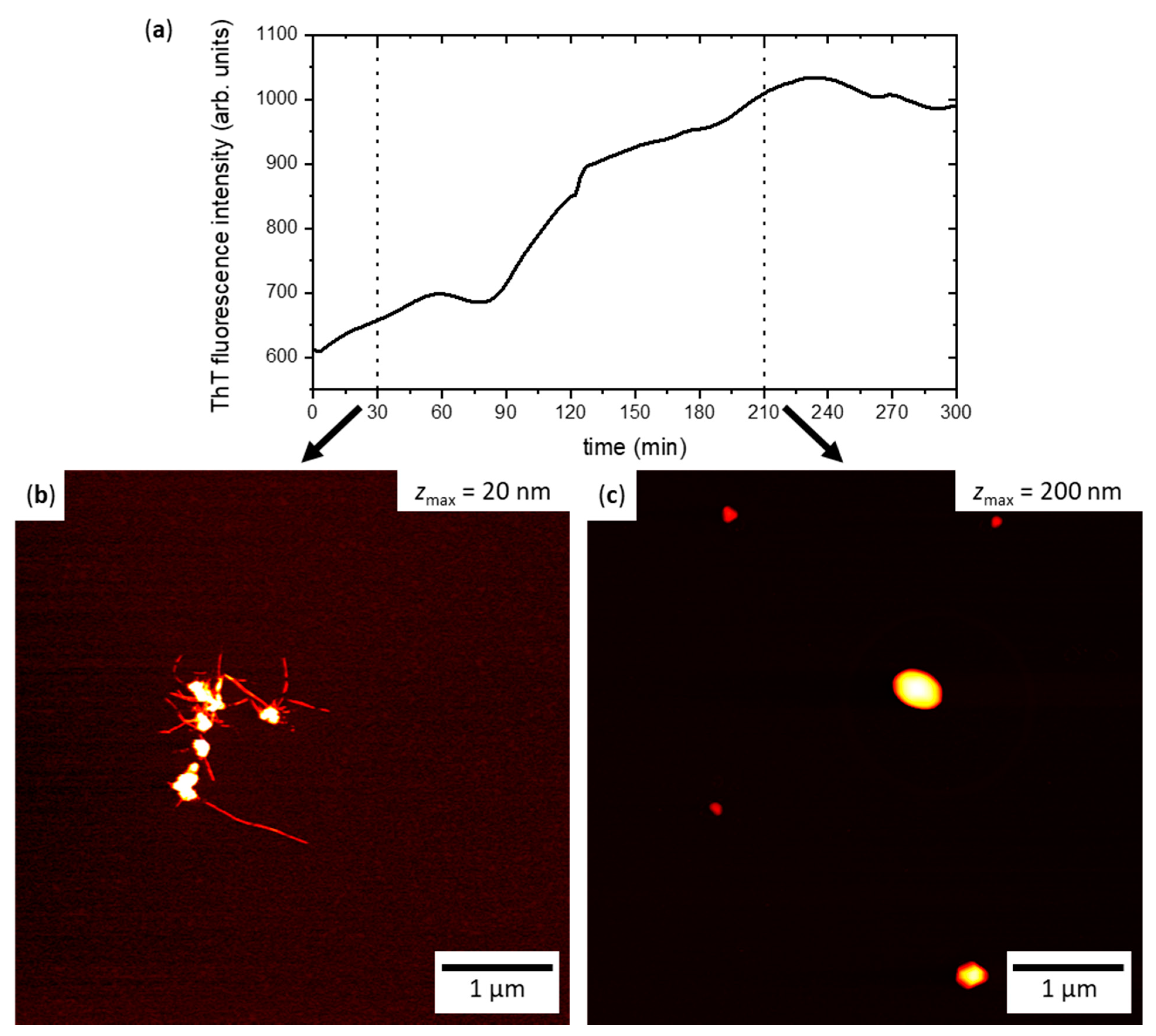 Ijms 22 05142 g002 Ijms 22 05142 g002