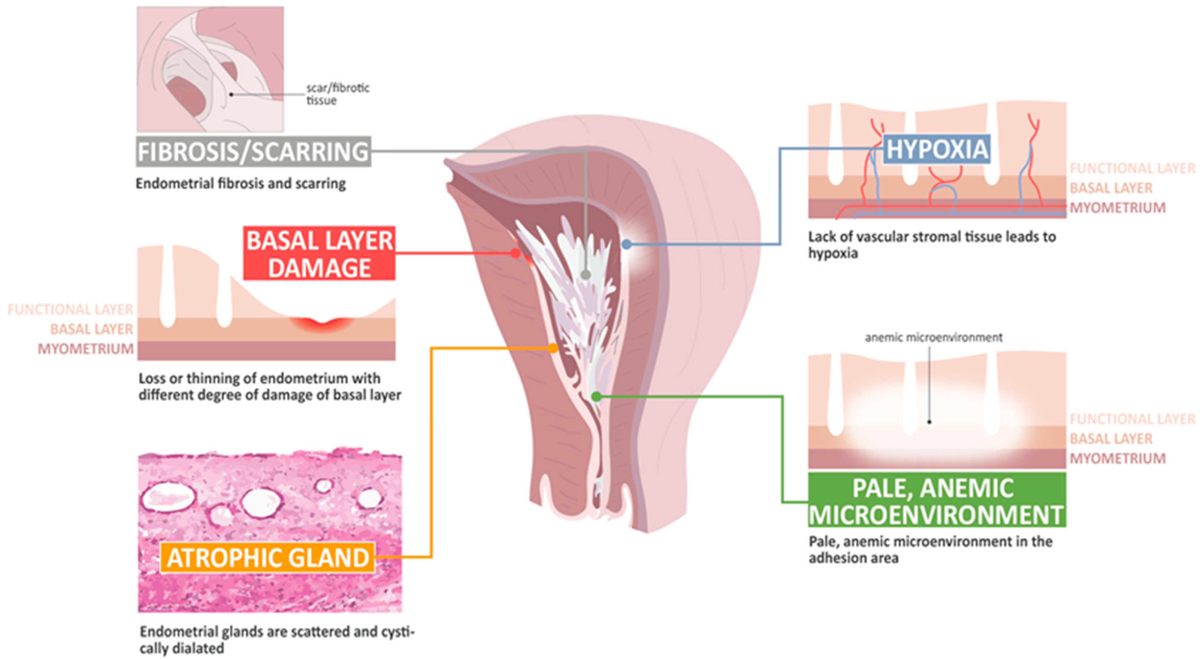 Ijms 22 05175 g002 Ijms 22 05175 g002