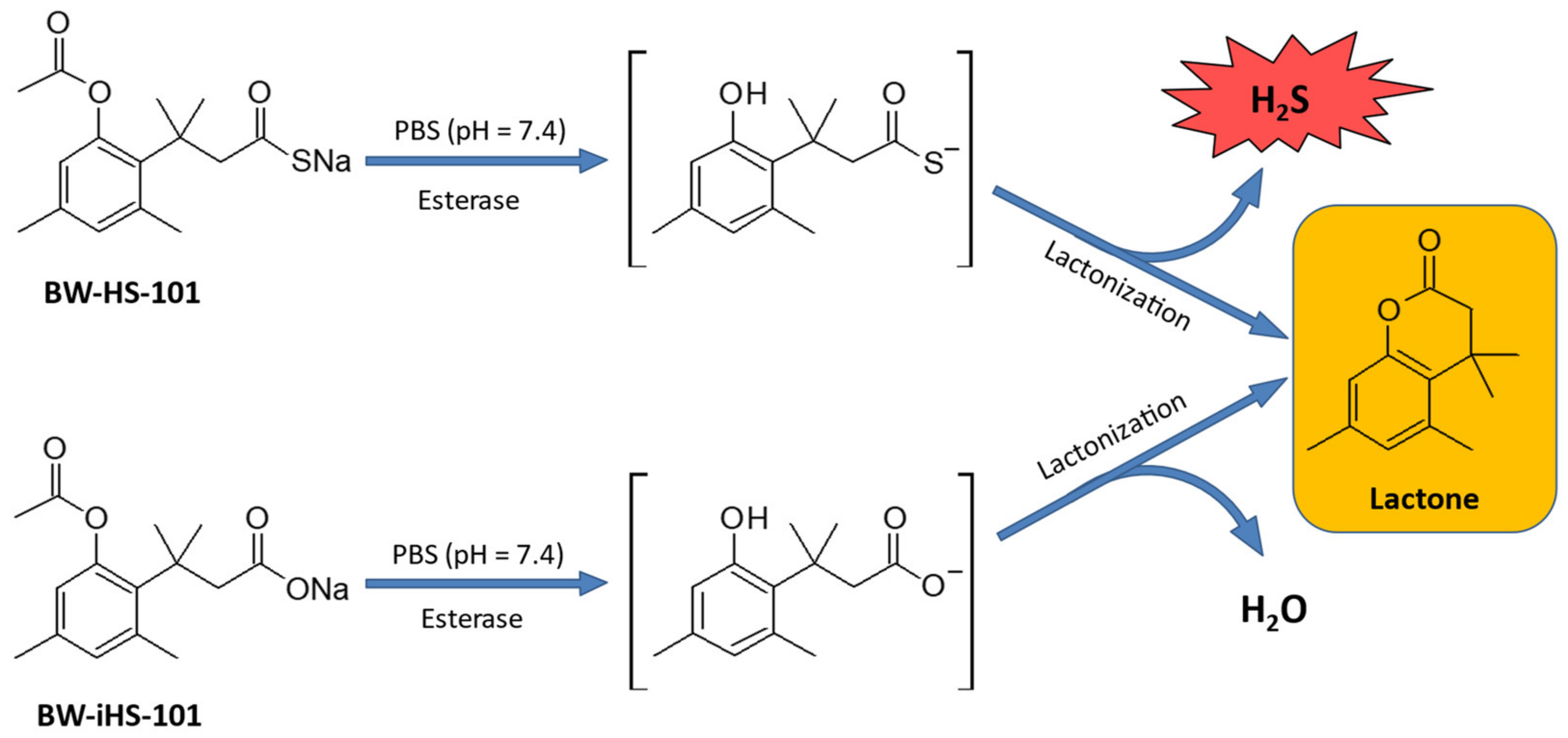 Ijms 22 05211 g001 Ijms 22 05211 g001