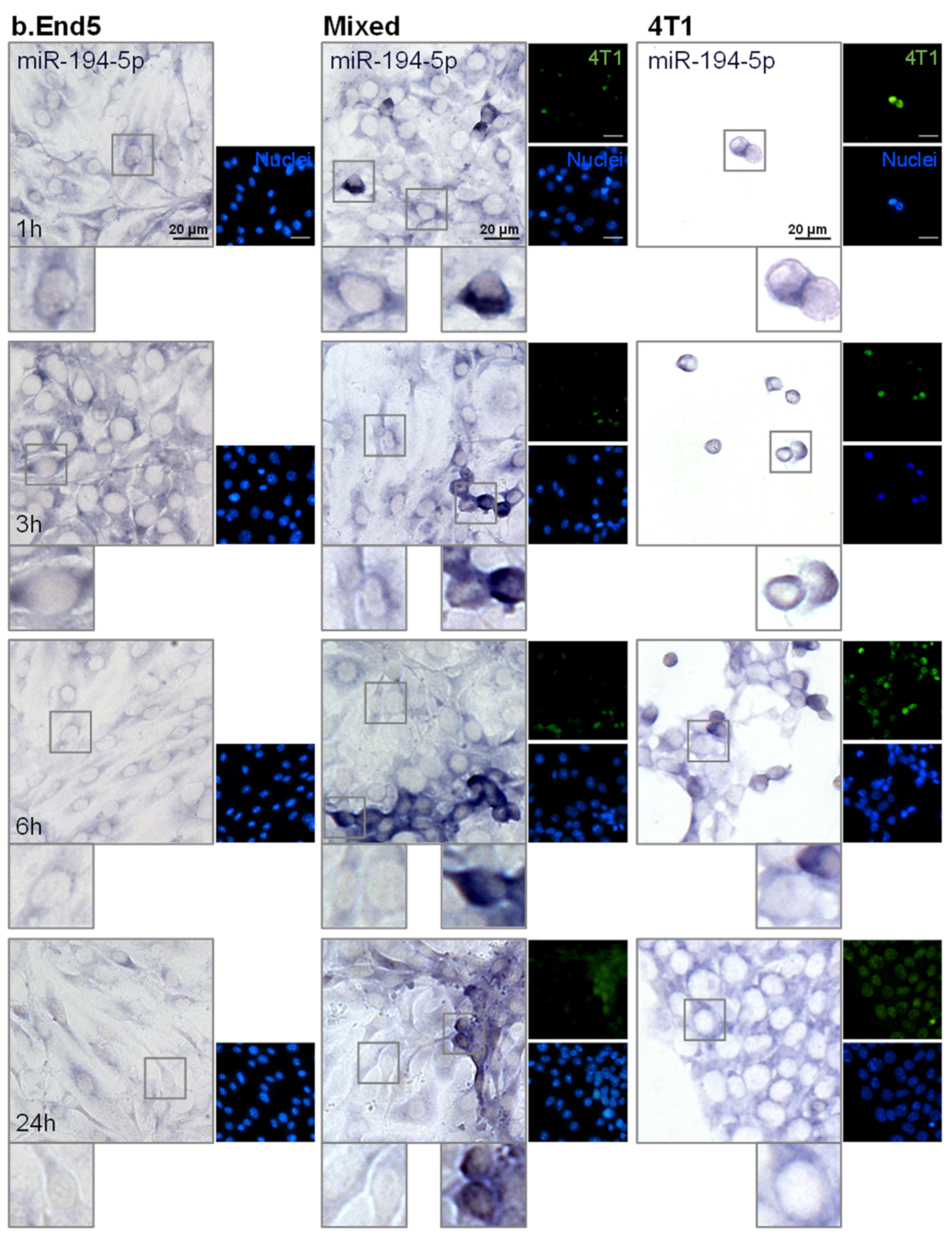 Ijms 22 05214 g004 Ijms 22 05214 g004