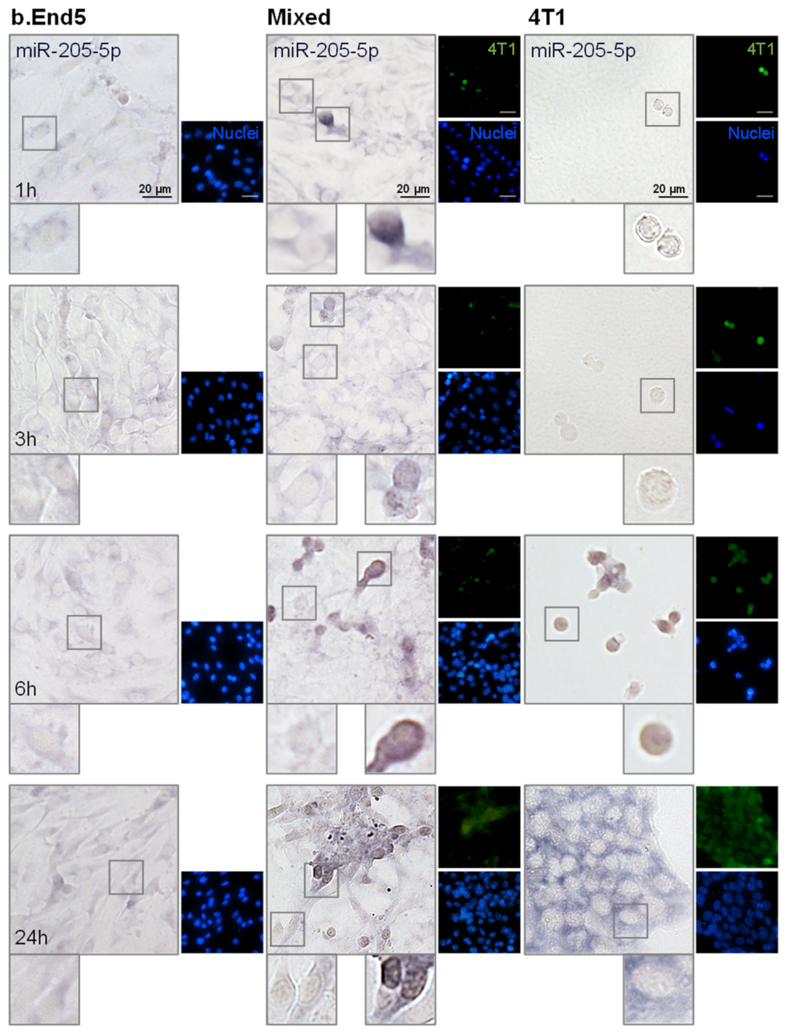 Ijms 22 05214 g005 Ijms 22 05214 g005