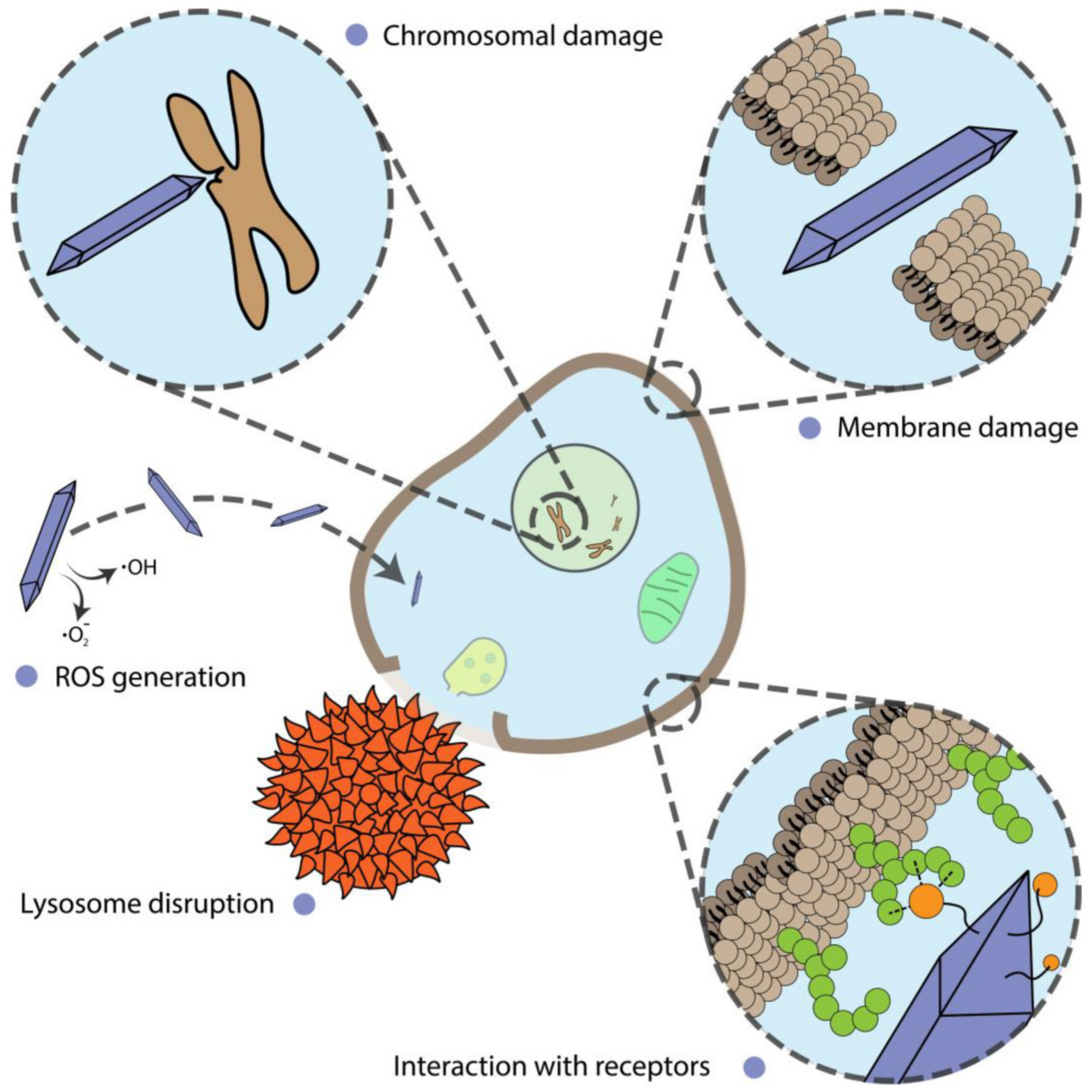 Ijms 22 05266 g003 Ijms 22 05266 g003