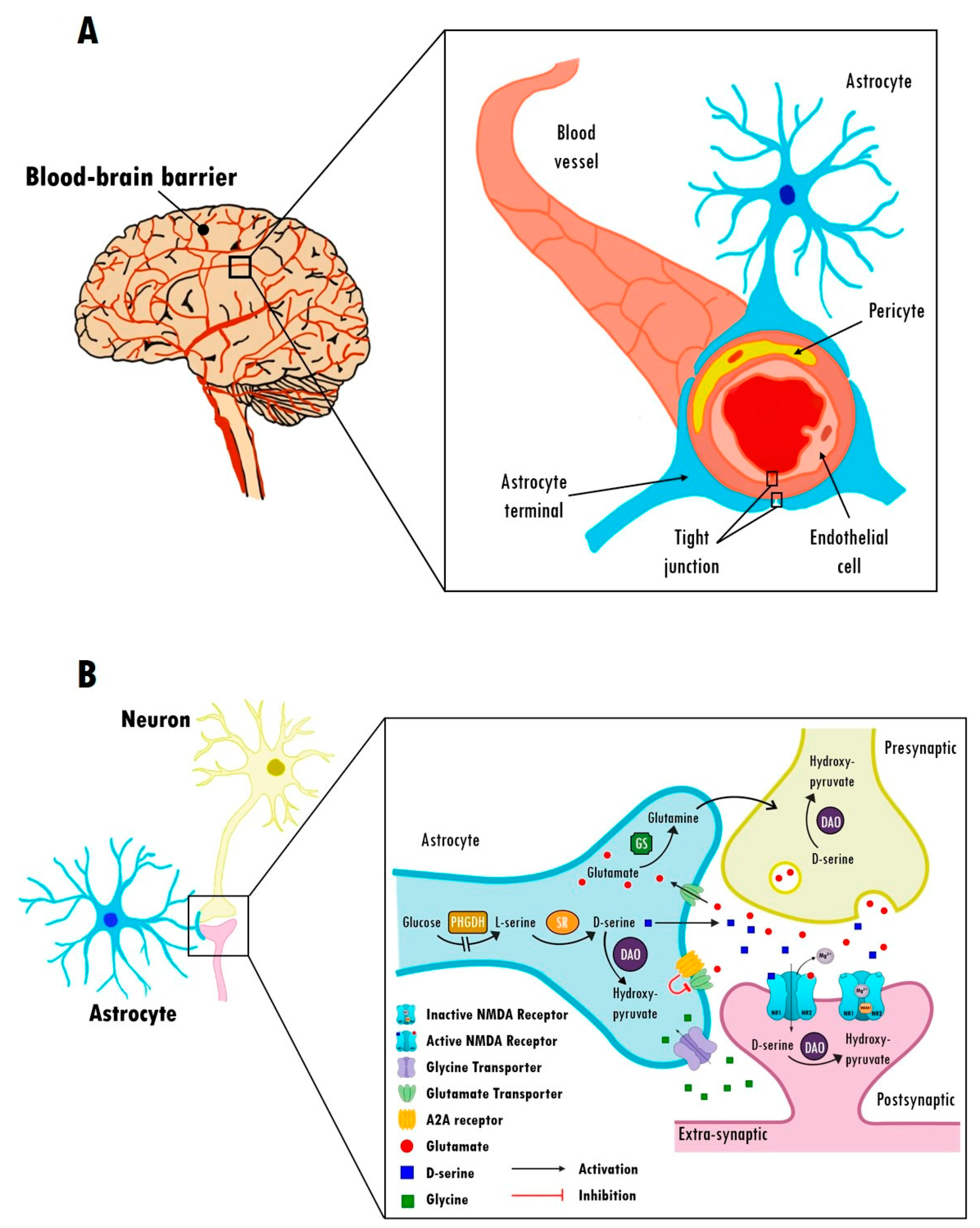 Ijms 22 05343 g001 Ijms 22 05343 g001