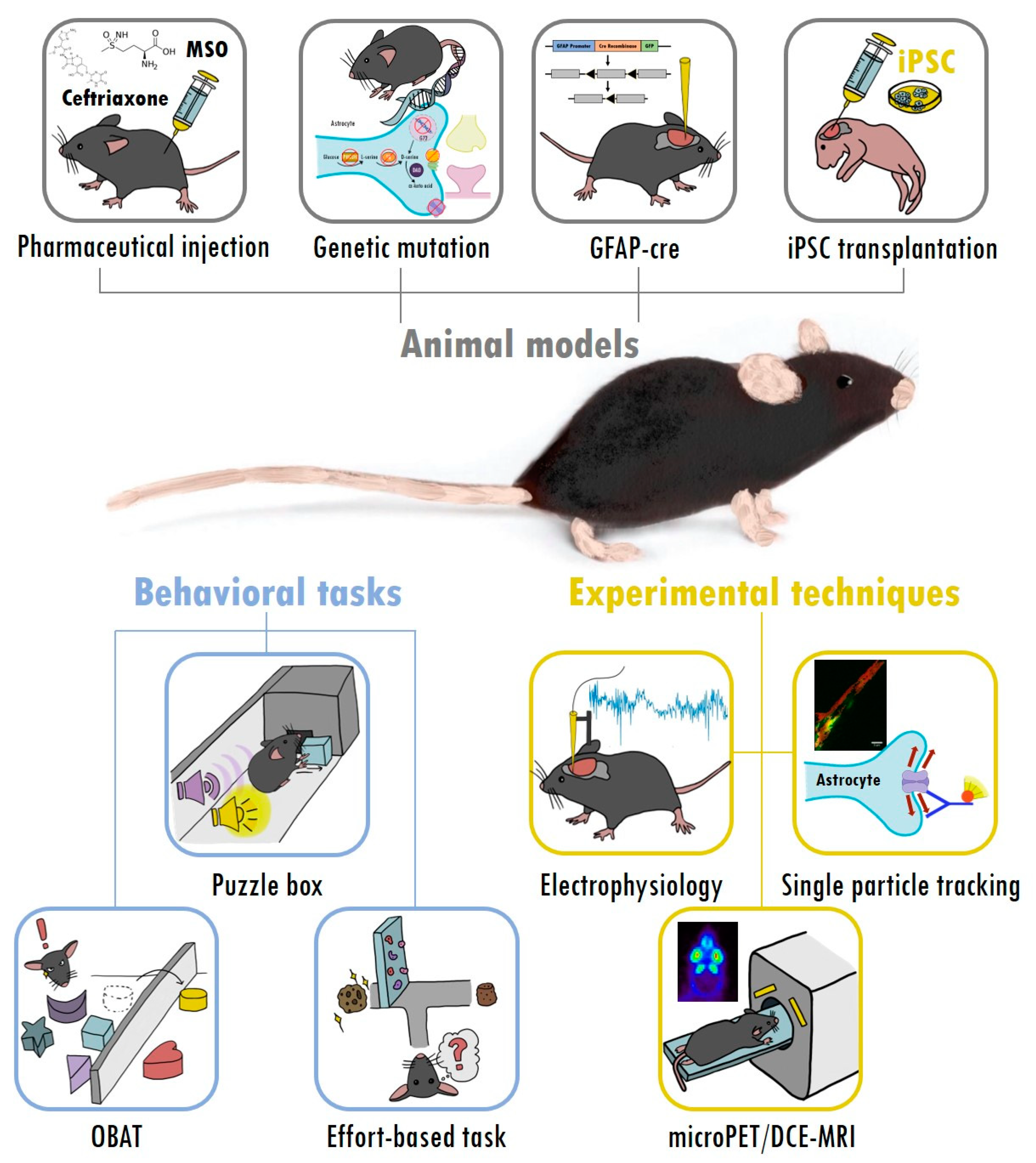 Ijms 22 05343 g002 Ijms 22 05343 g002
