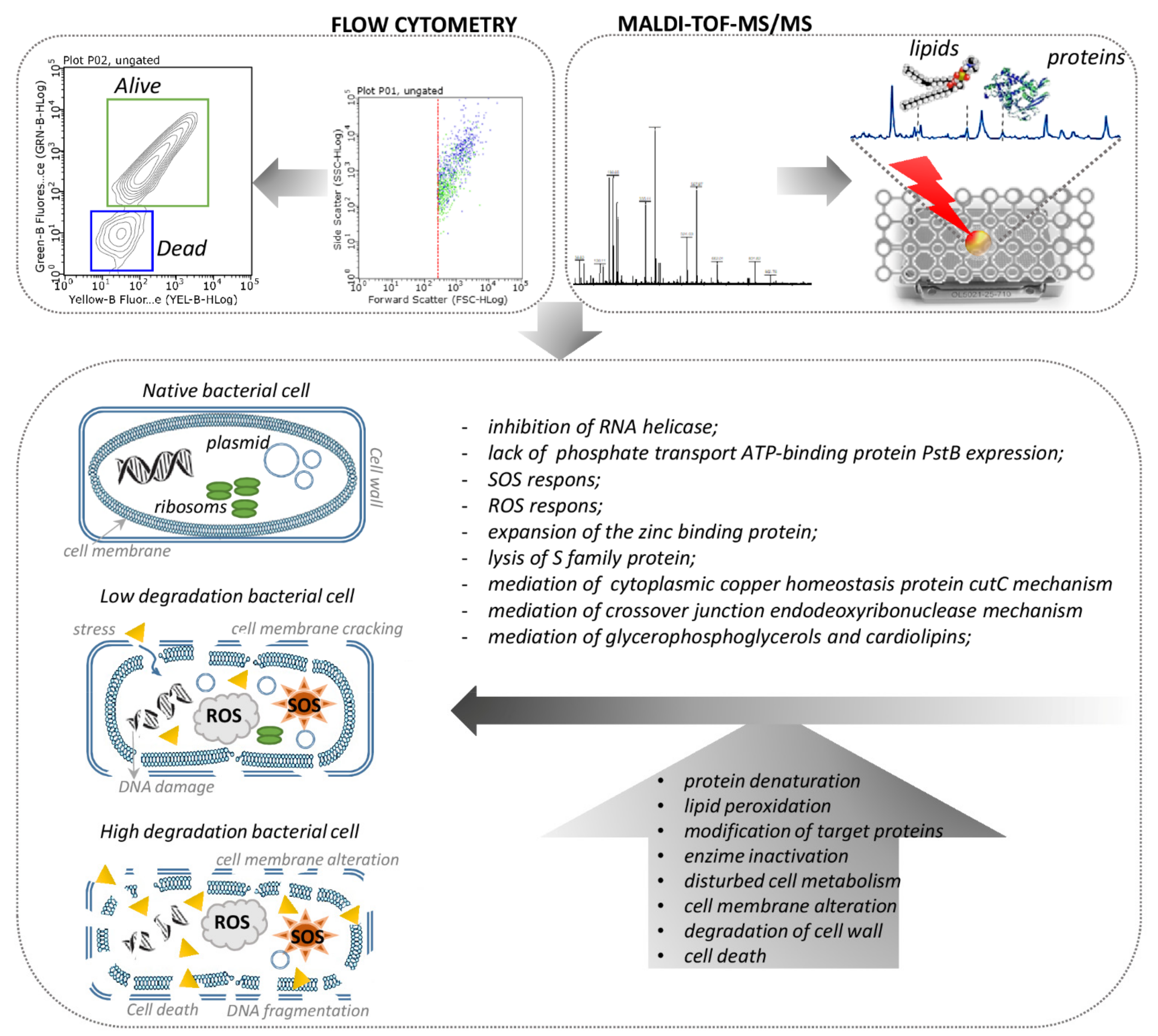 Ijms 22 05395 g011 Ijms 22 05395 g011
