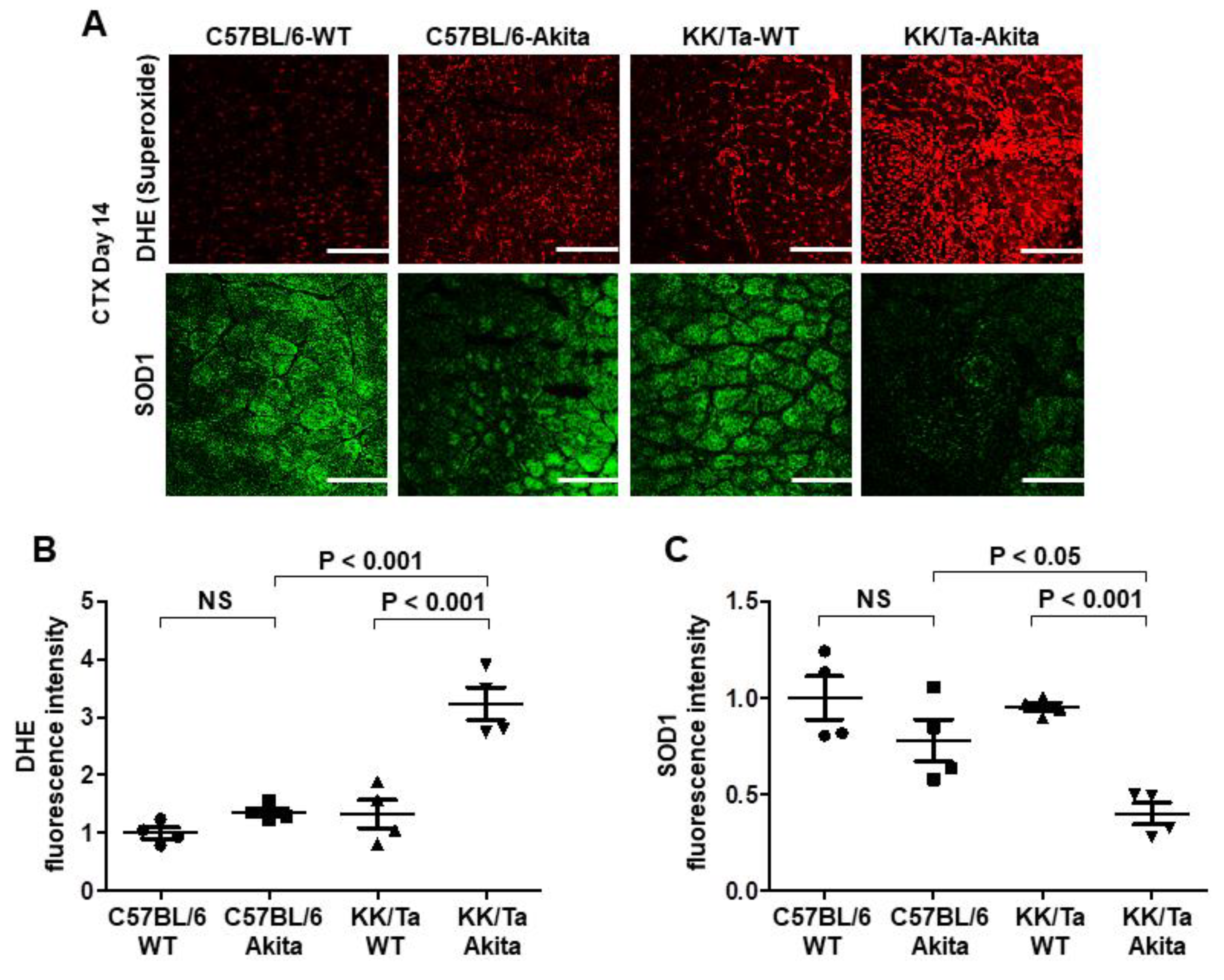 Ijms 22 05491 g004 Ijms 22 05491 g004