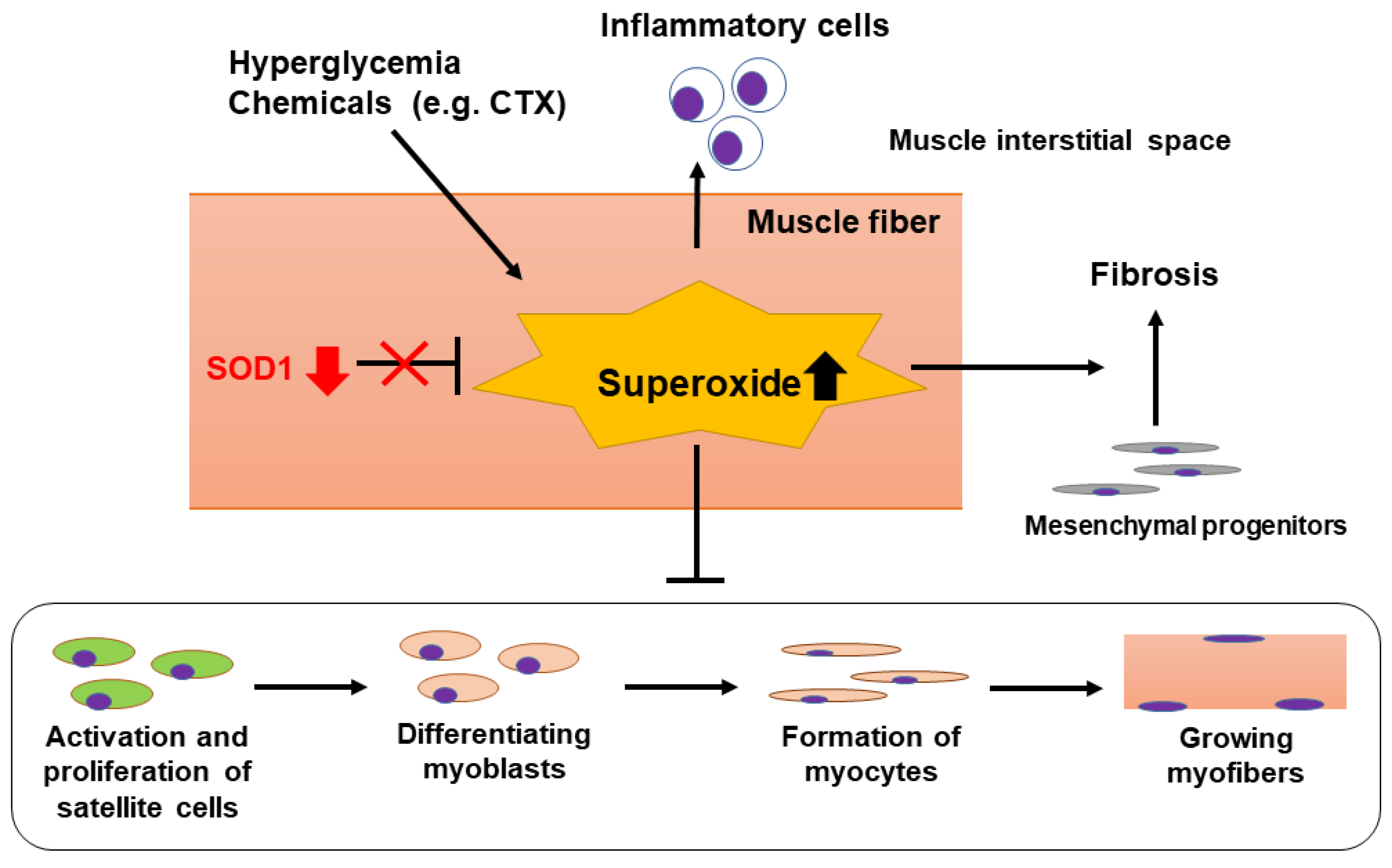Ijms 22 05491 g005 Ijms 22 05491 g005