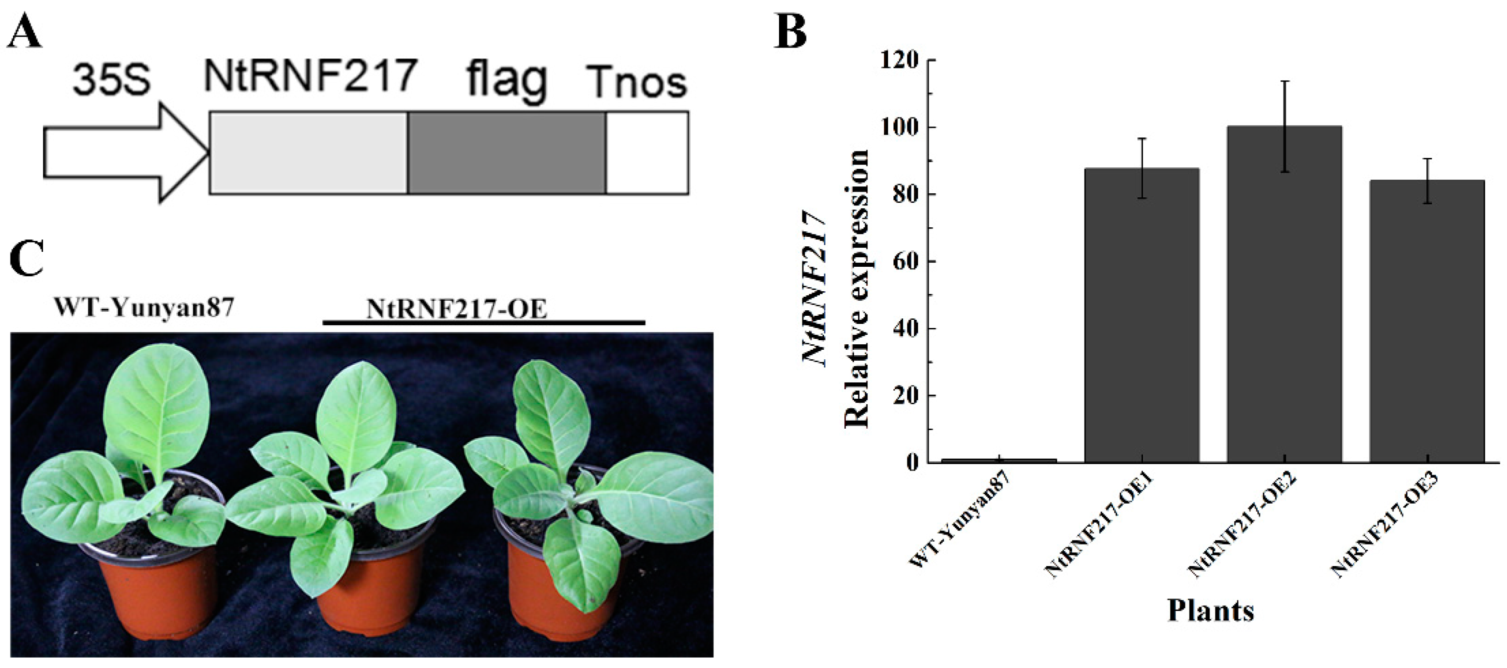 Ijms 22 05507 g003 Ijms 22 05507 g003