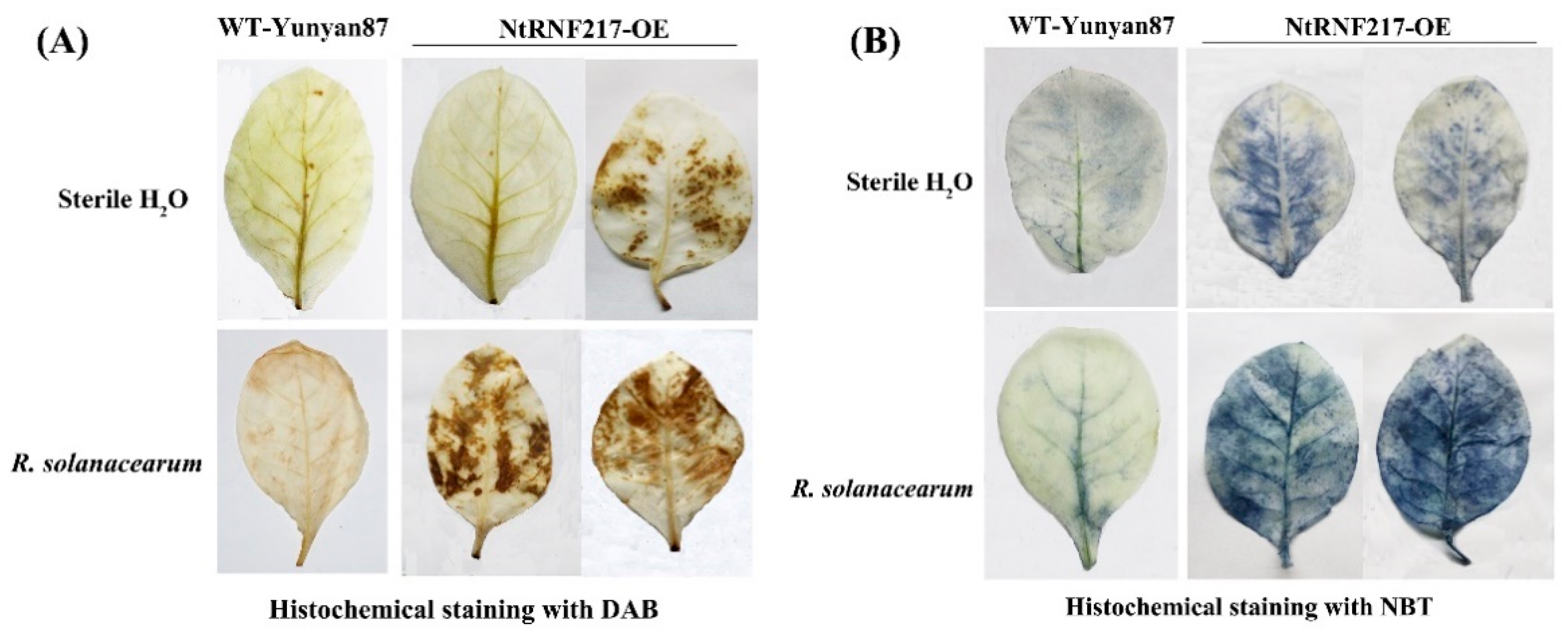 Ijms 22 05507 g005 Ijms 22 05507 g005
