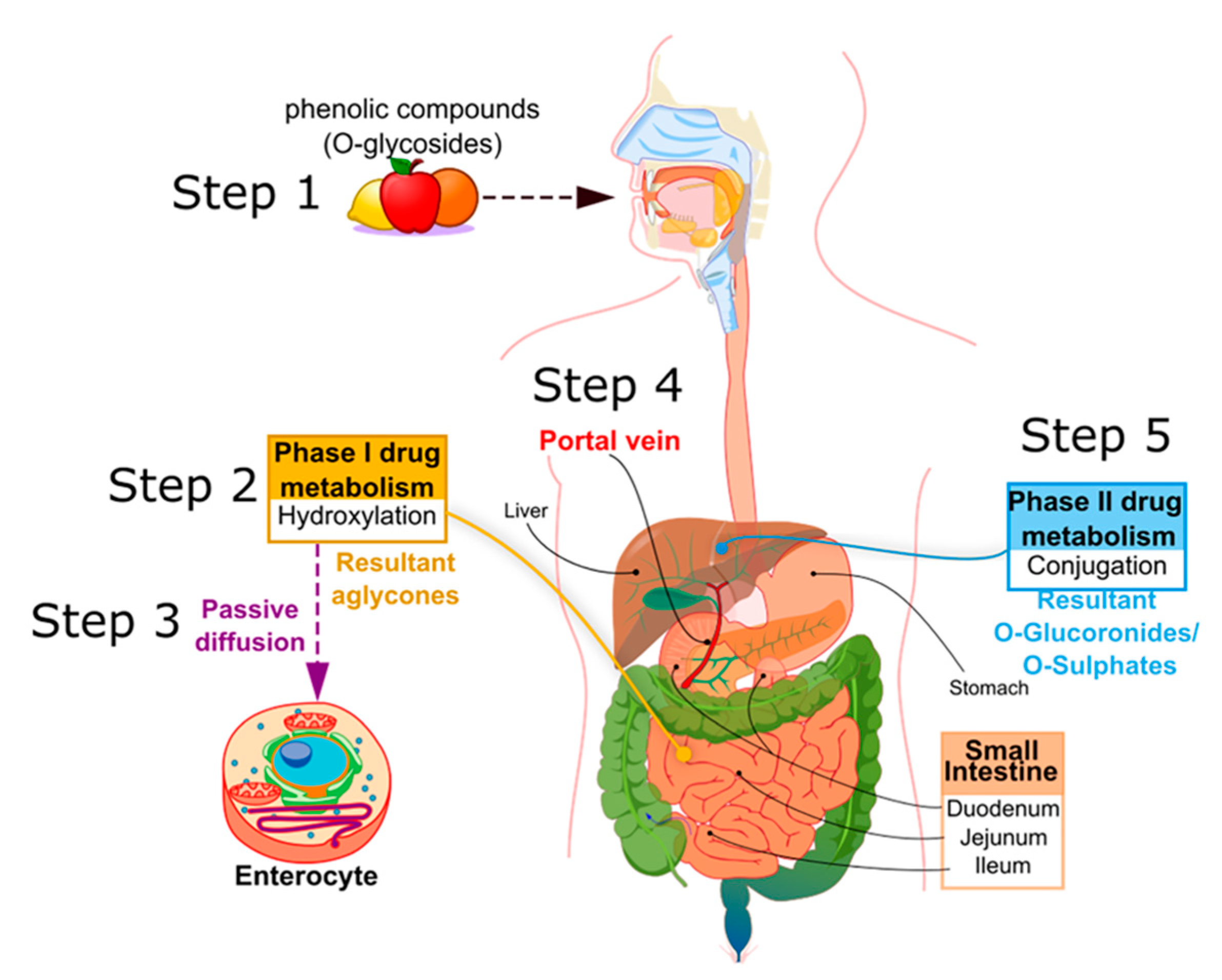 Ijms 22 05514 g002 Ijms 22 05514 g002