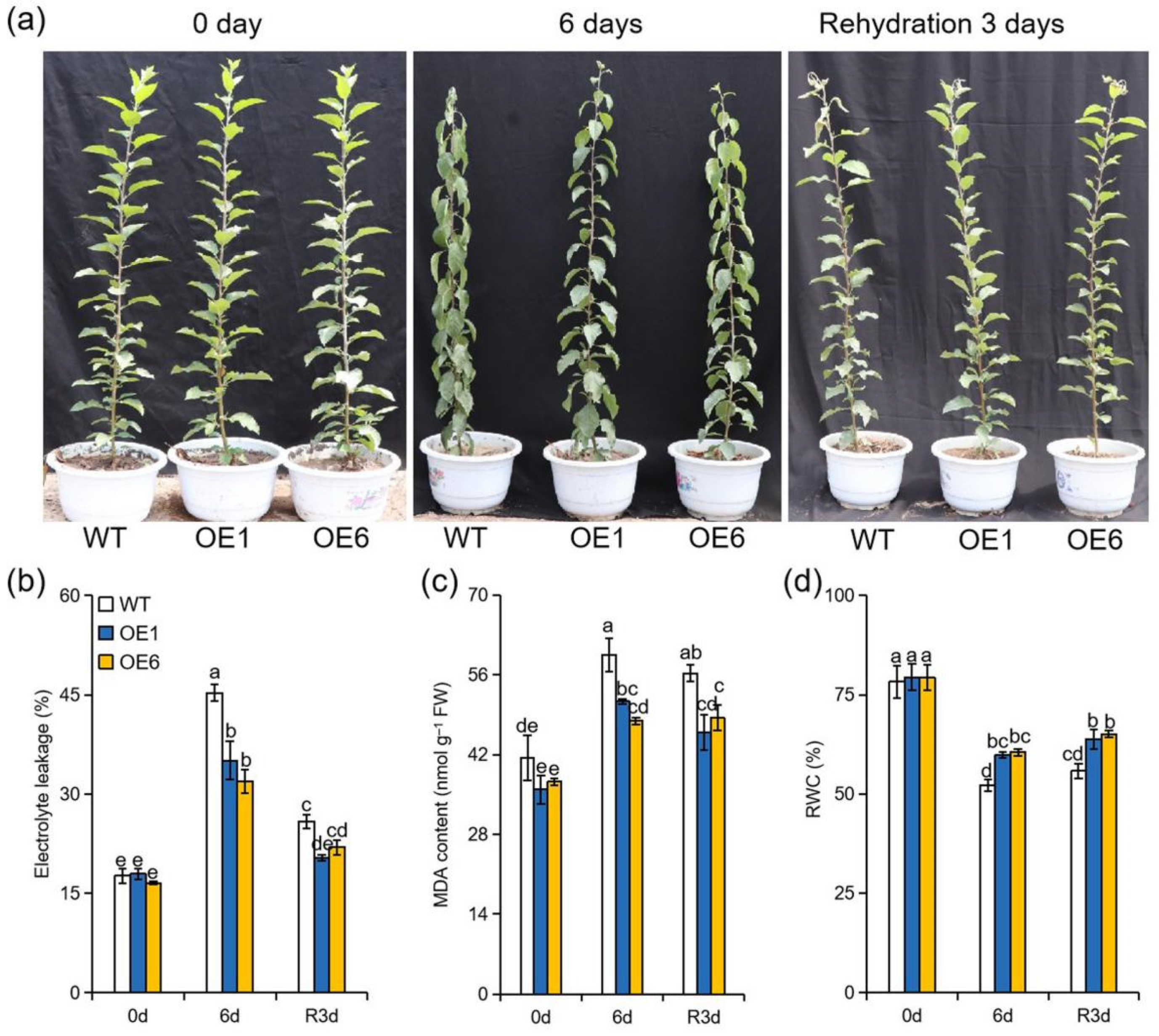Ijms 22 05517 g001 Ijms 22 05517 g001