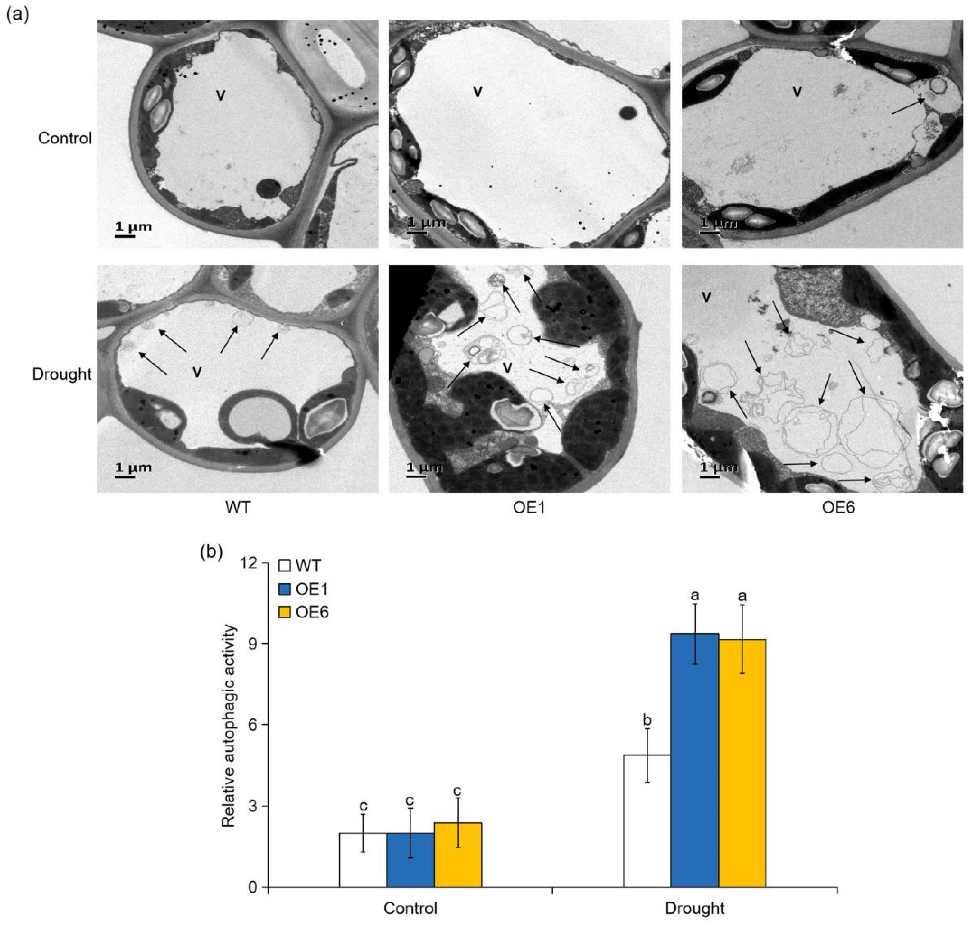 Ijms 22 05517 g009 Ijms 22 05517 g009